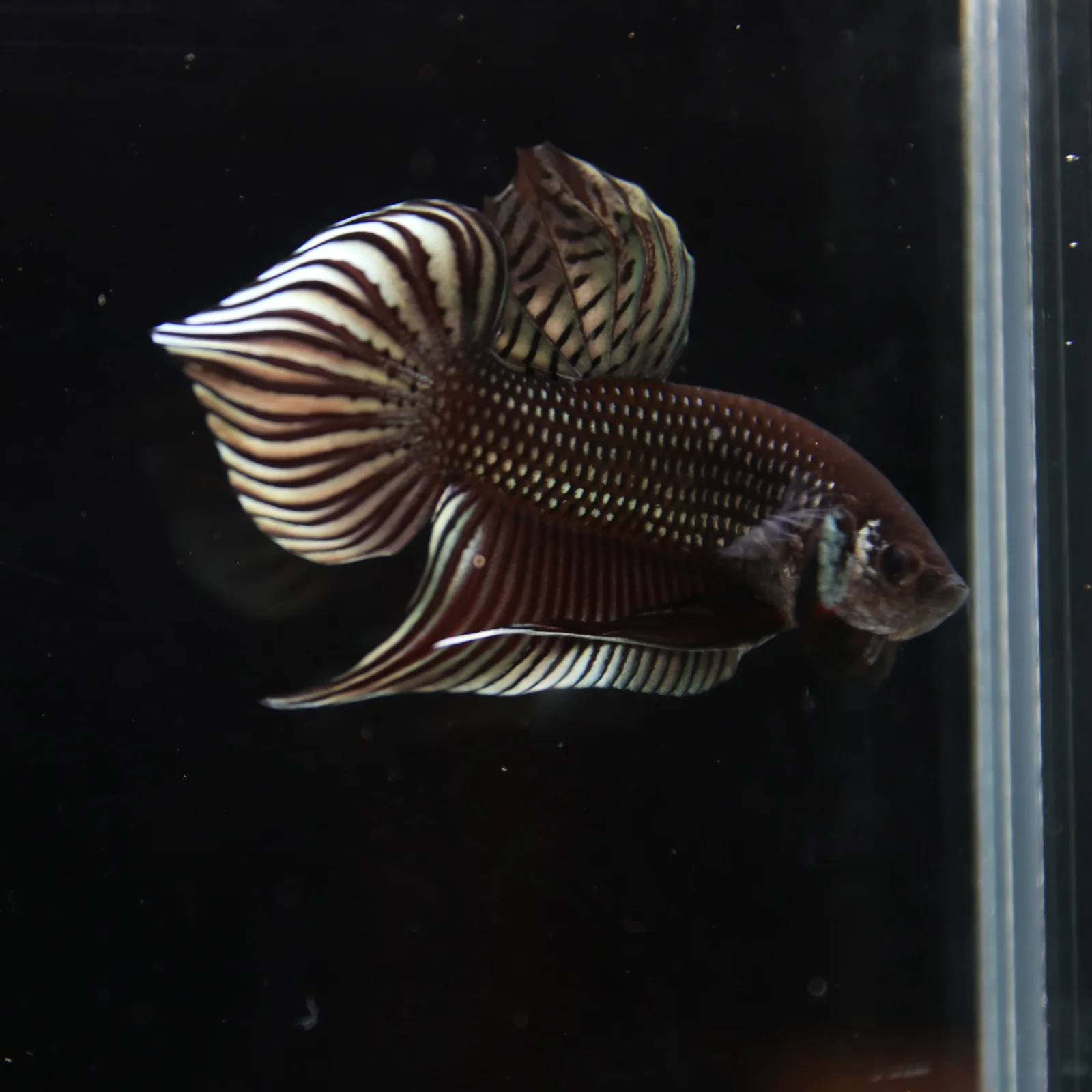 Betta splendens Wild Mahachai Copper Male media 8