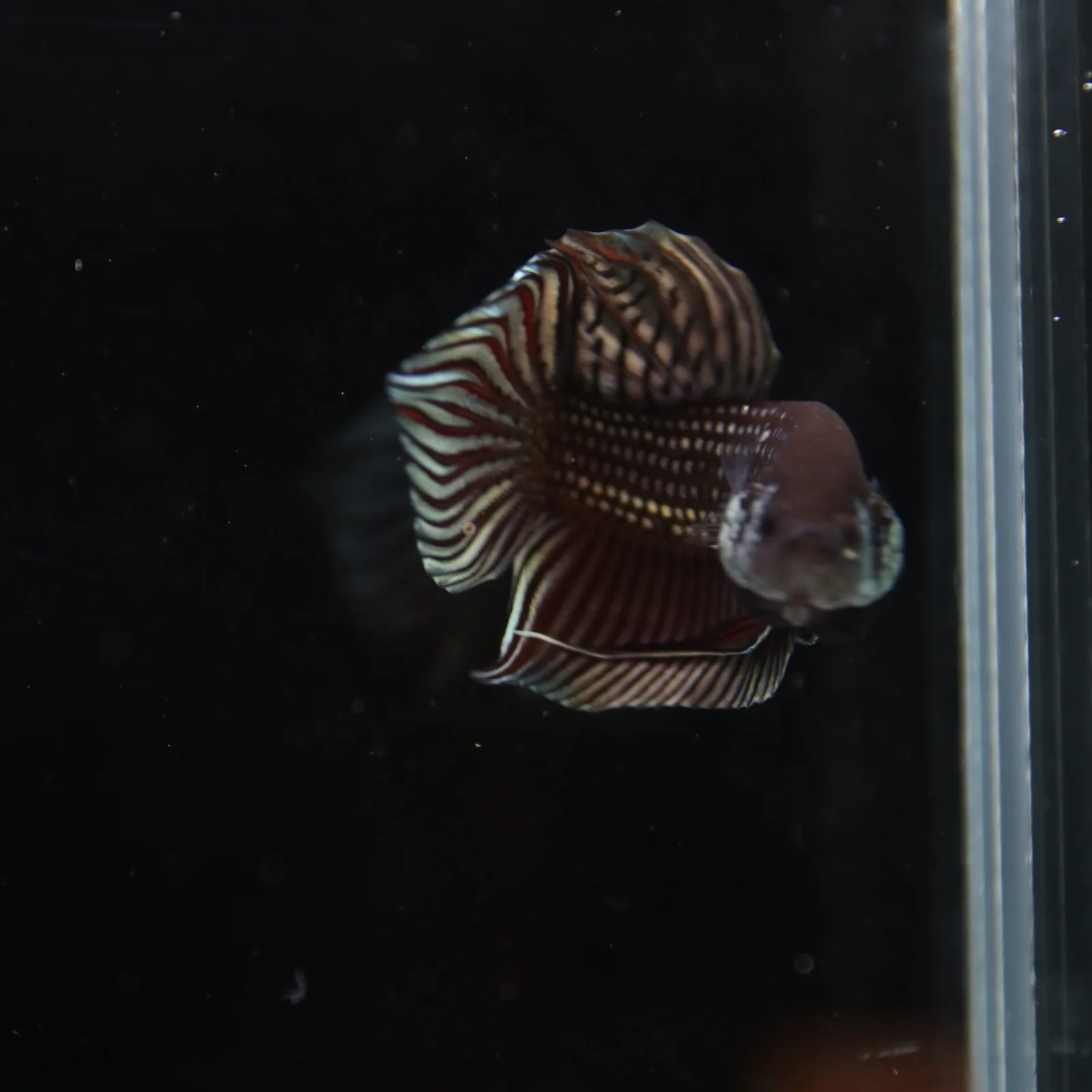Betta splendens Wild Mahachai Copper Male media 9