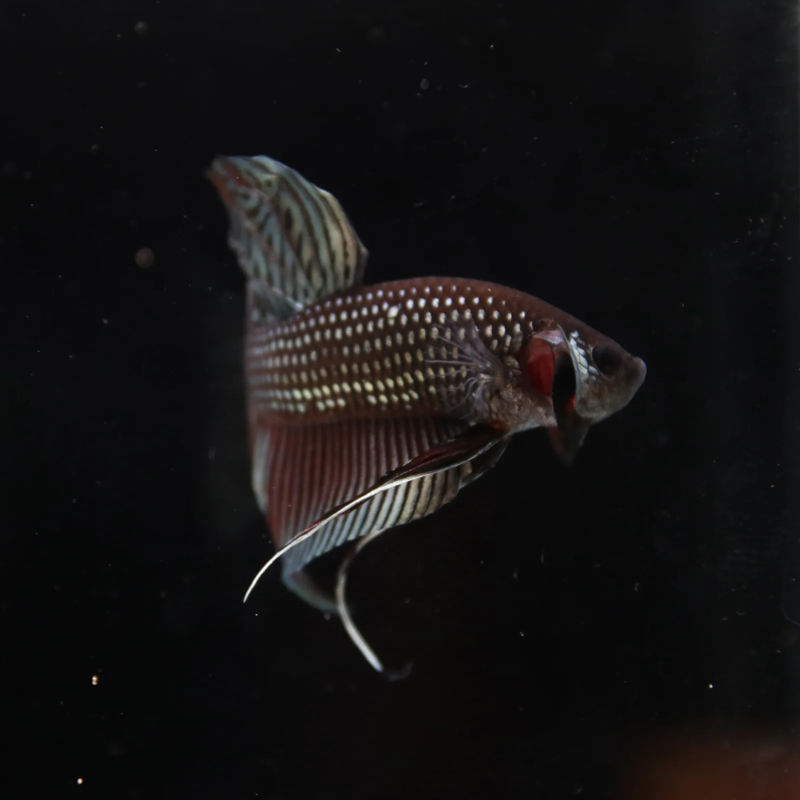 Betta splendens Wild Mahachai Copper Male media 10