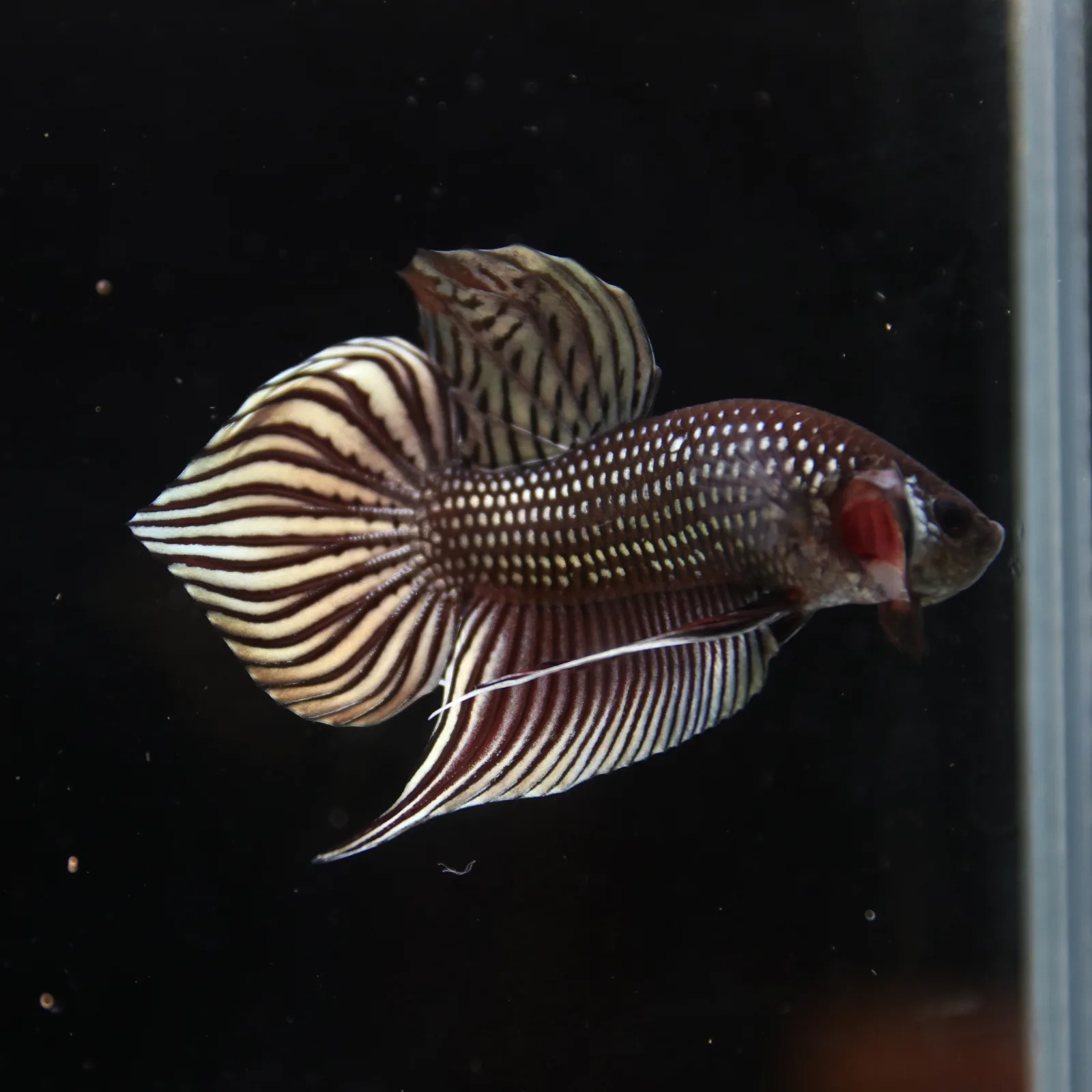 Betta splendens Wild Mahachai Copper Male media 11