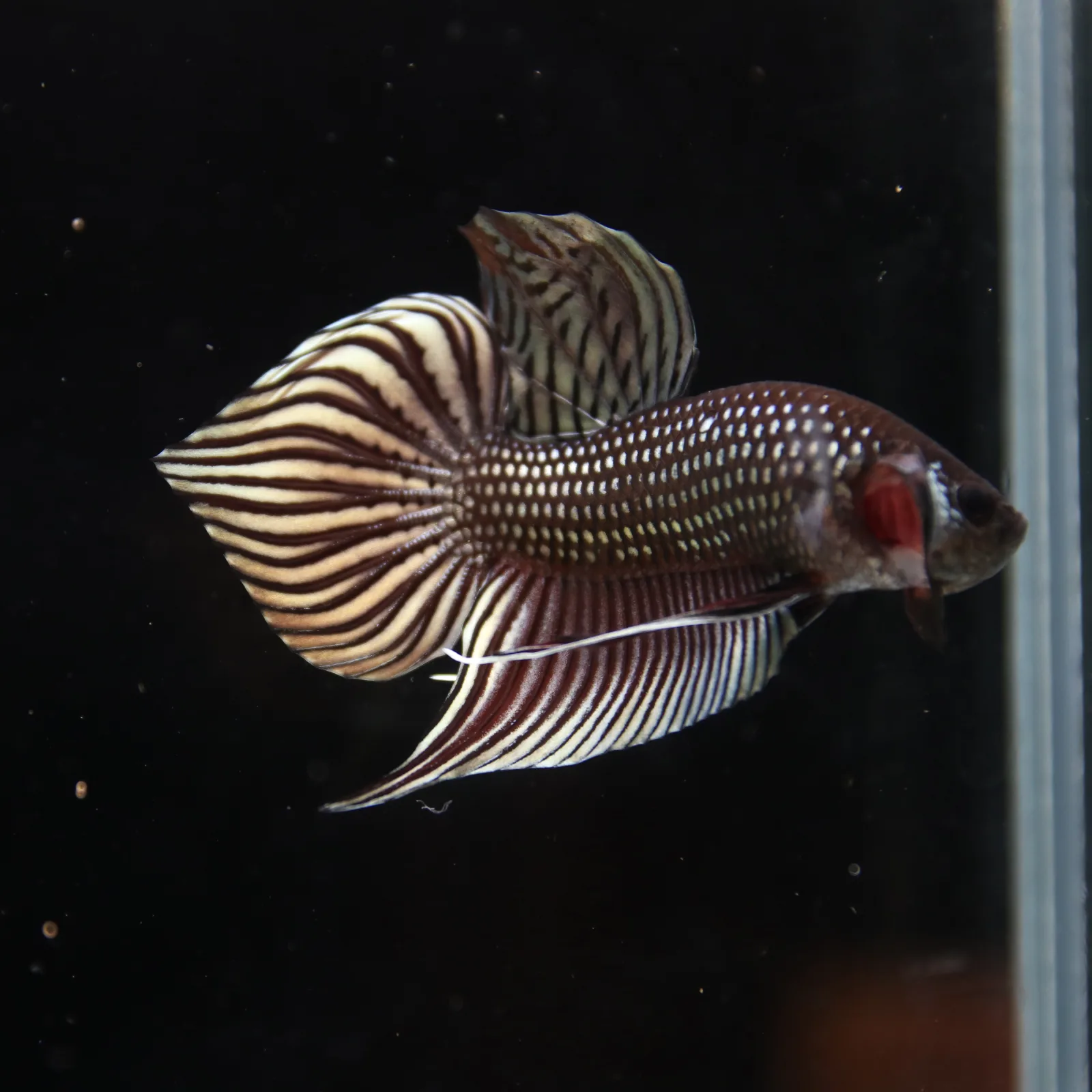 Betta splendens Wild Mahachai Copper Male media 12