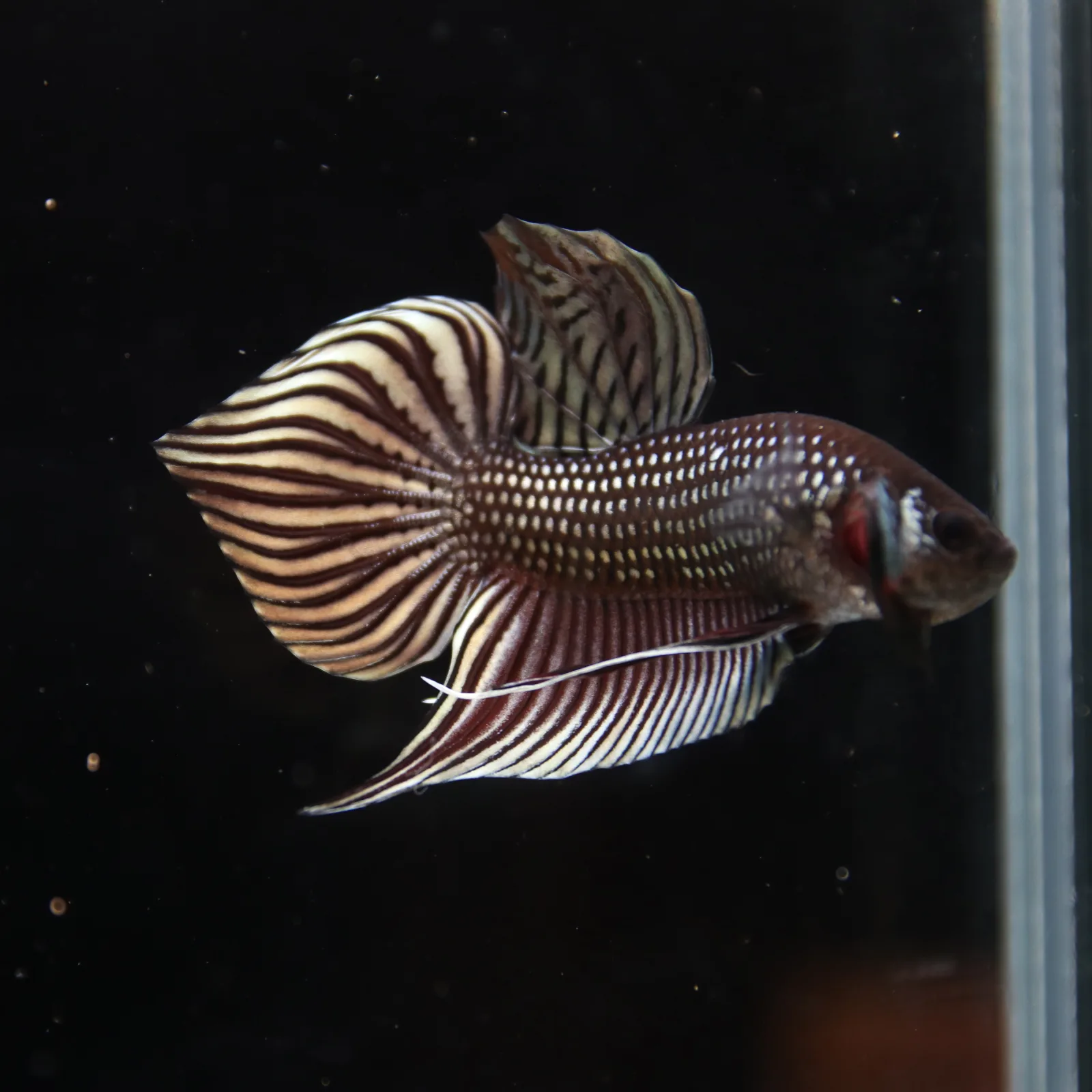 Betta splendens Wild Mahachai Copper Male media 13
