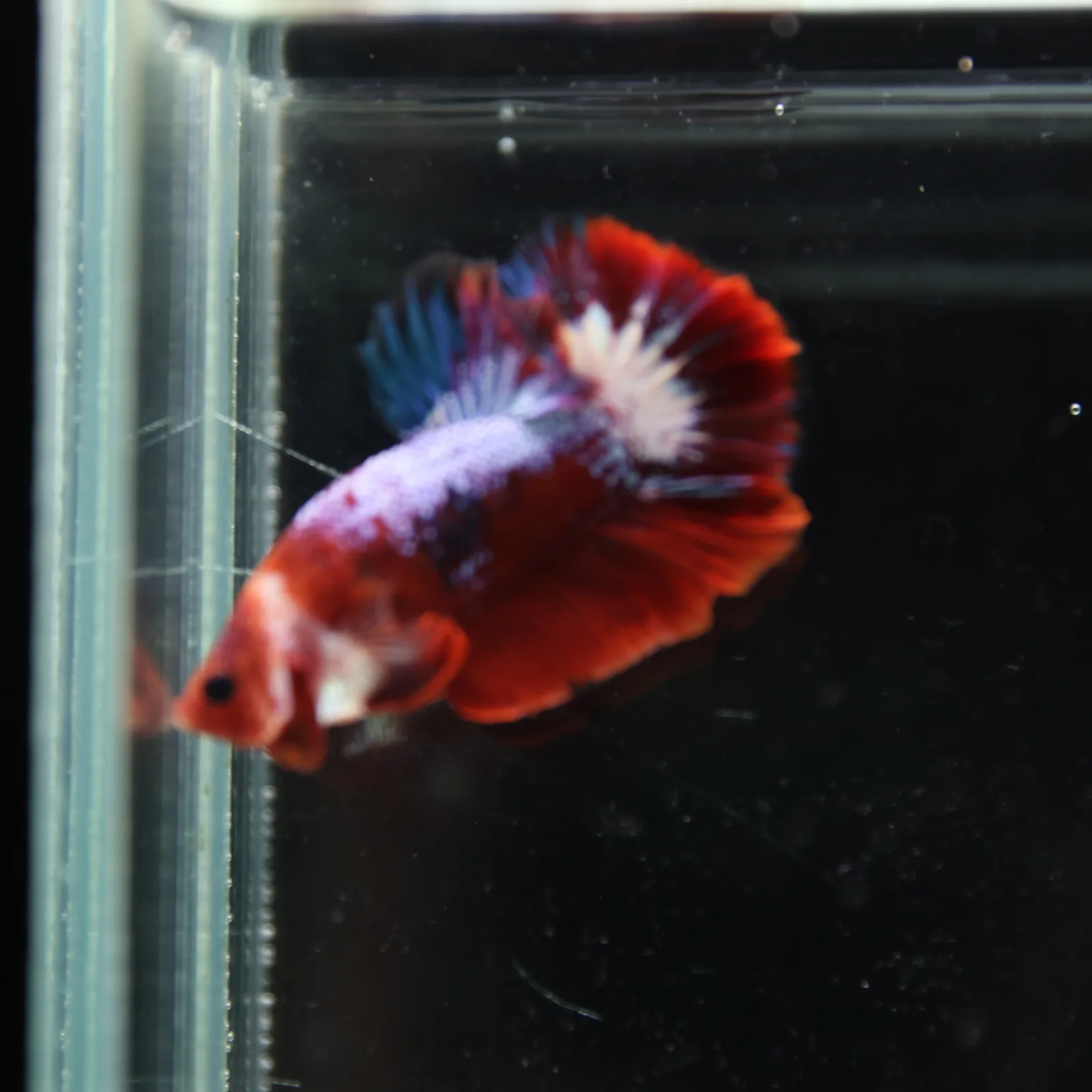 Betta Spendens Red Hellboy White Armor  Plakad Male Blue BT-WI-0906226-021 media 2