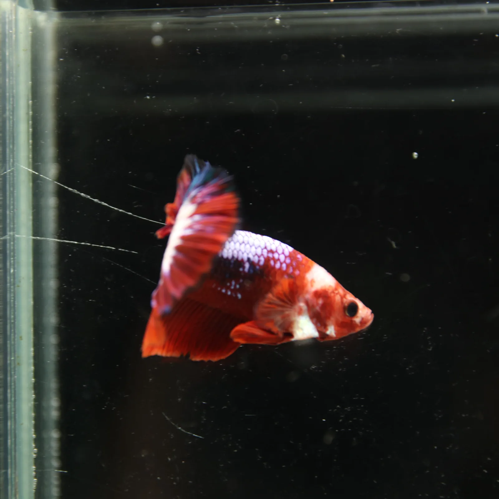 Betta Spendens Red Hellboy White Armor  Plakad Male Blue BT-WI-0906226-021 media 3