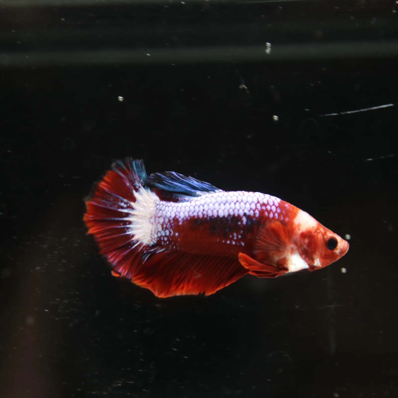 Betta Spendens Red Hellboy White Armor  Plakad Male Blue BT-WI-0906226-021 media 4