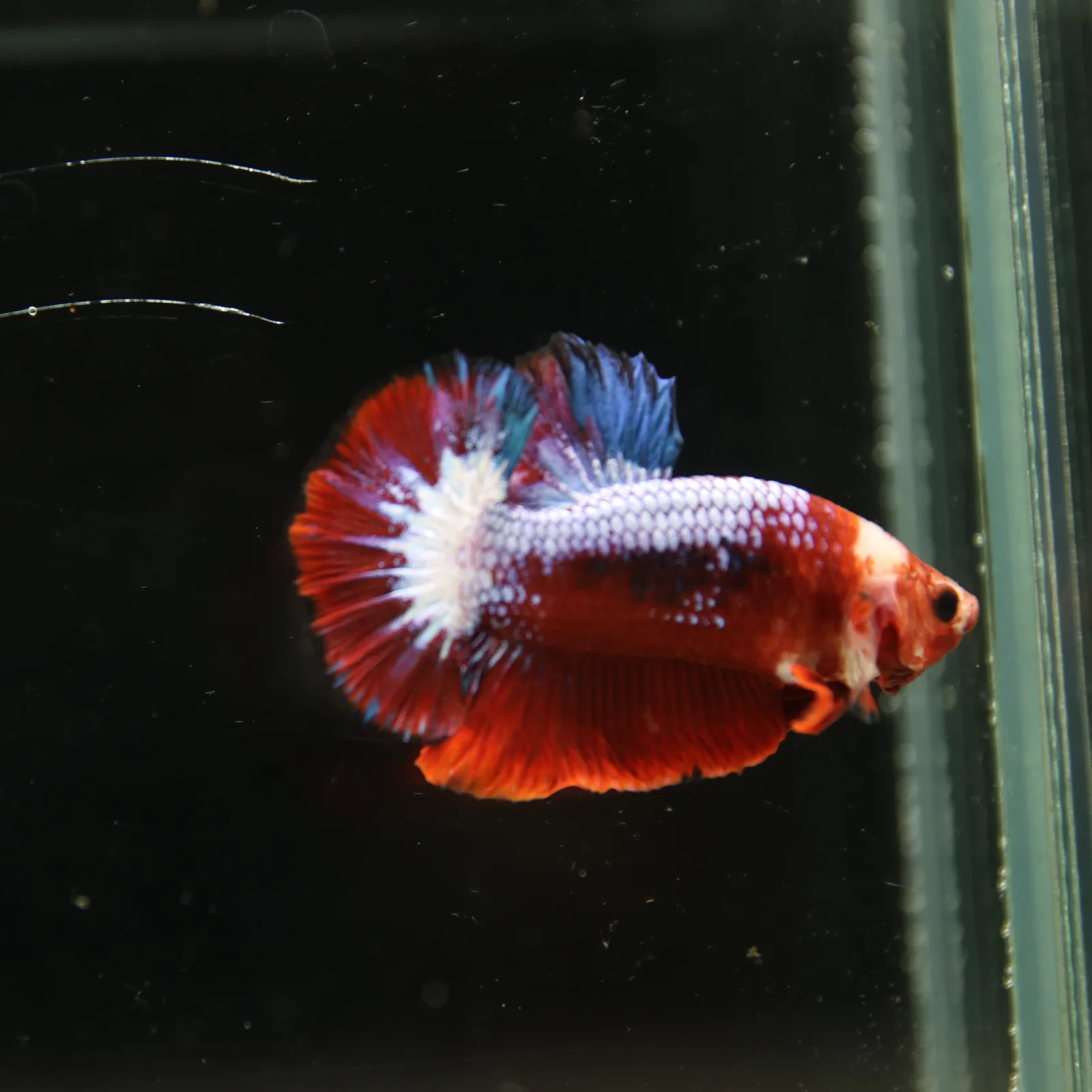 Betta Spendens Red Hellboy White Armor  Plakad Male Blue BT-WI-0906226-021 media 5