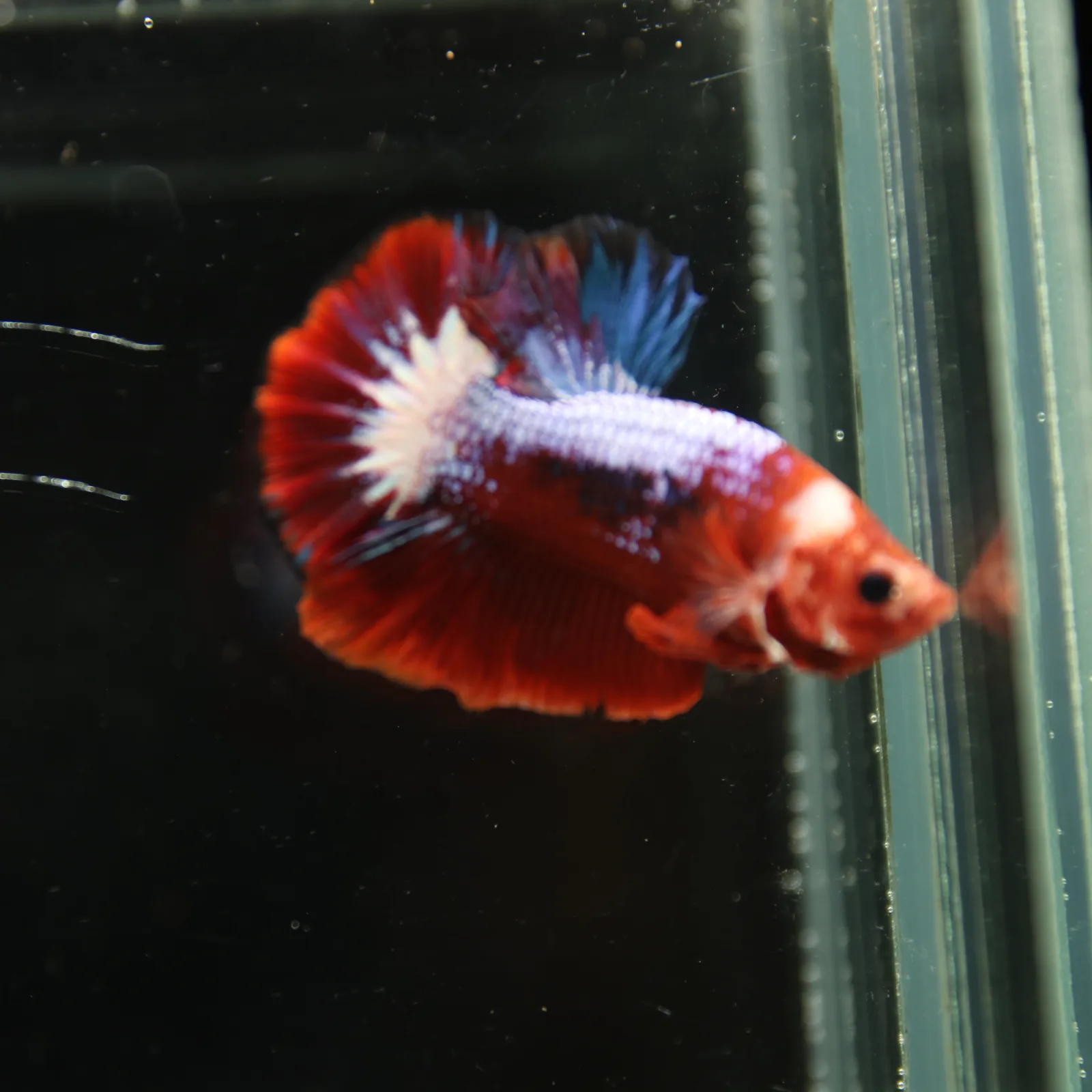 Betta Spendens Red Hellboy White Armor  Plakad Male Blue BT-WI-0906226-021 media 6