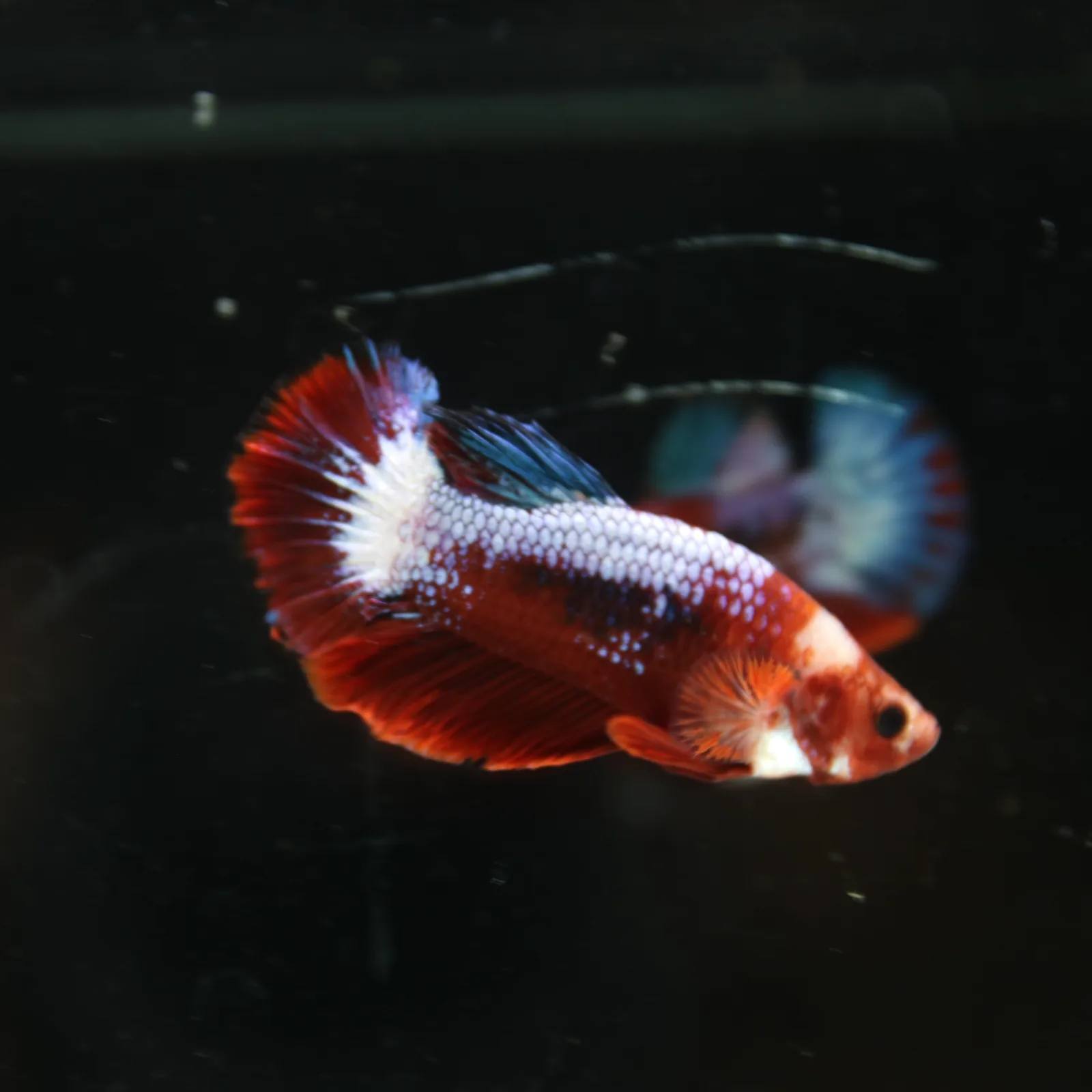 Betta Spendens Red Hellboy White Armor  Plakad Male Blue BT-WI-0906226-021 media 7