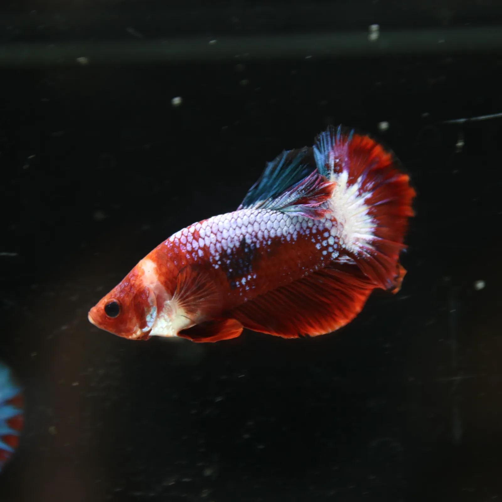 Betta Spendens Red Hellboy White Armor  Plakad Male Blue BT-WI-0906226-021 media 8