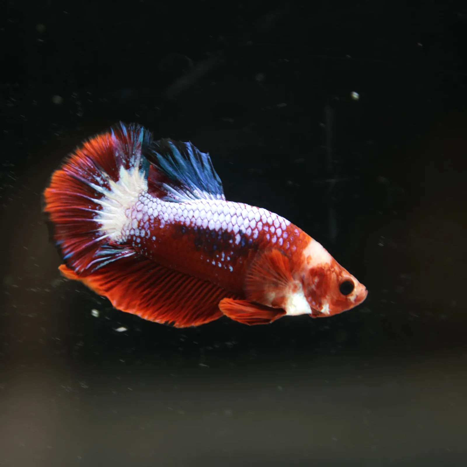 Betta Spendens Red Hellboy White Armor  Plakad Male Blue BT-WI-0906226-021 media 9