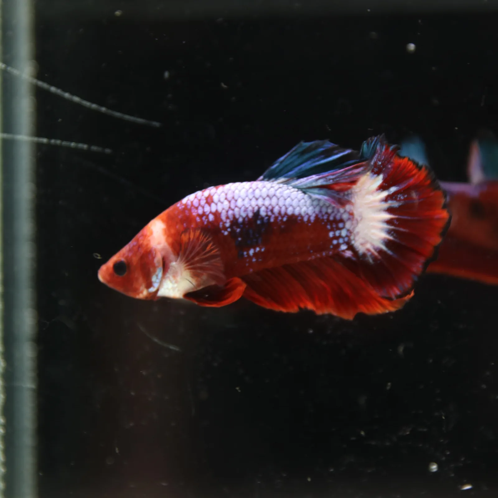 Betta Spendens Red Hellboy White Armor  Plakad Male Blue BT-WI-0906226-021 media 10