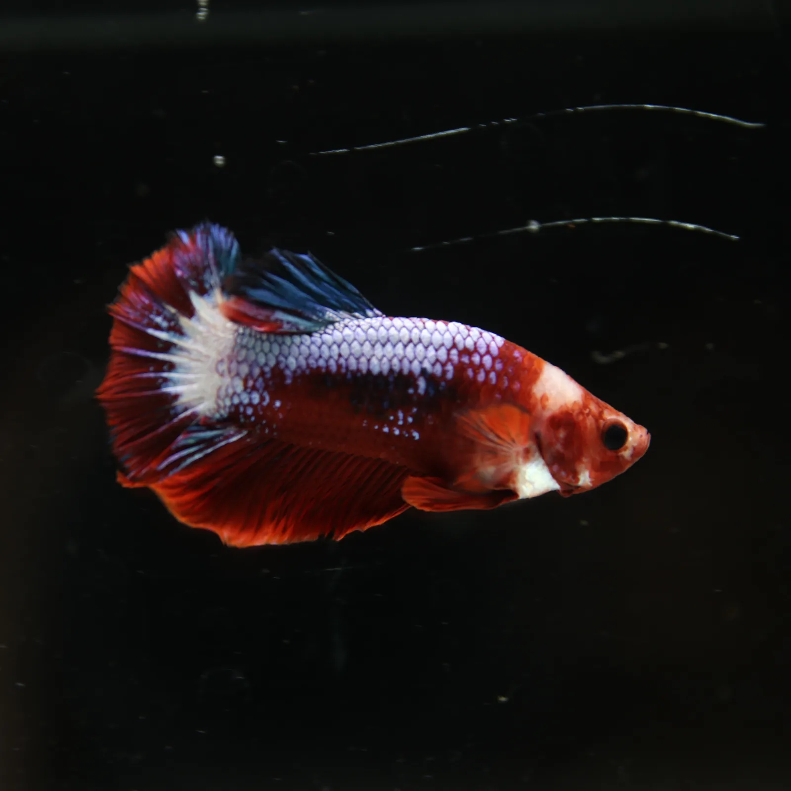 Betta Spendens Red Hellboy White Armor  Plakad Male Blue BT-WI-0906226-021 media 11
