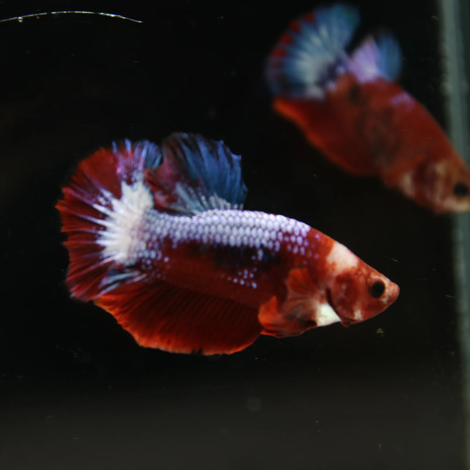 Betta Spendens Red Hellboy White Armor  Plakad Male Blue BT-WI-0906226-021 media 12