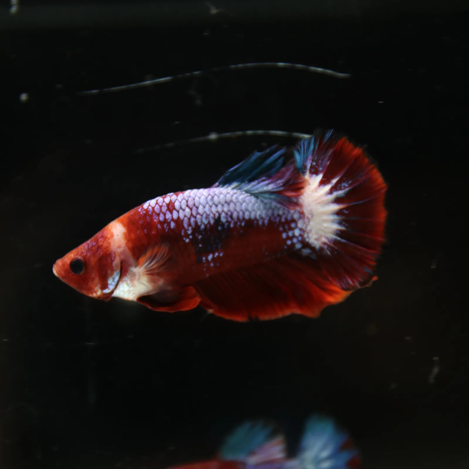 Betta Spendens Red Hellboy White Armor  Plakad Male Blue BT-WI-0906226-021 media 13