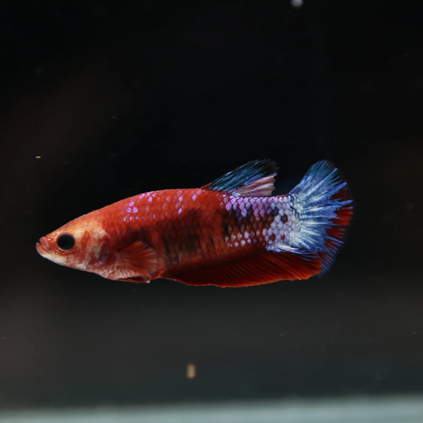 Betta Spendens Red Hellboy White Armor Plakad Female Blue BT-WI-0906226-022 media 2