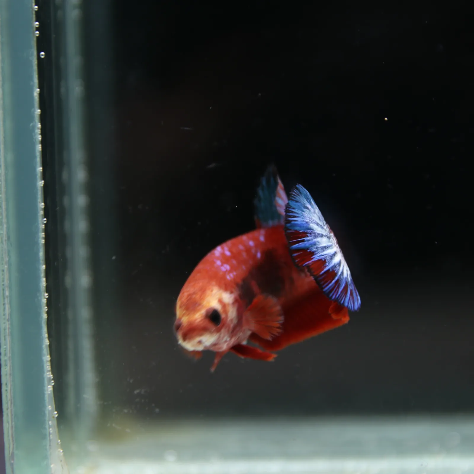 Betta Spendens Red Hellboy White Armor Plakad Female Blue BT-WI-0906226-022 media 3