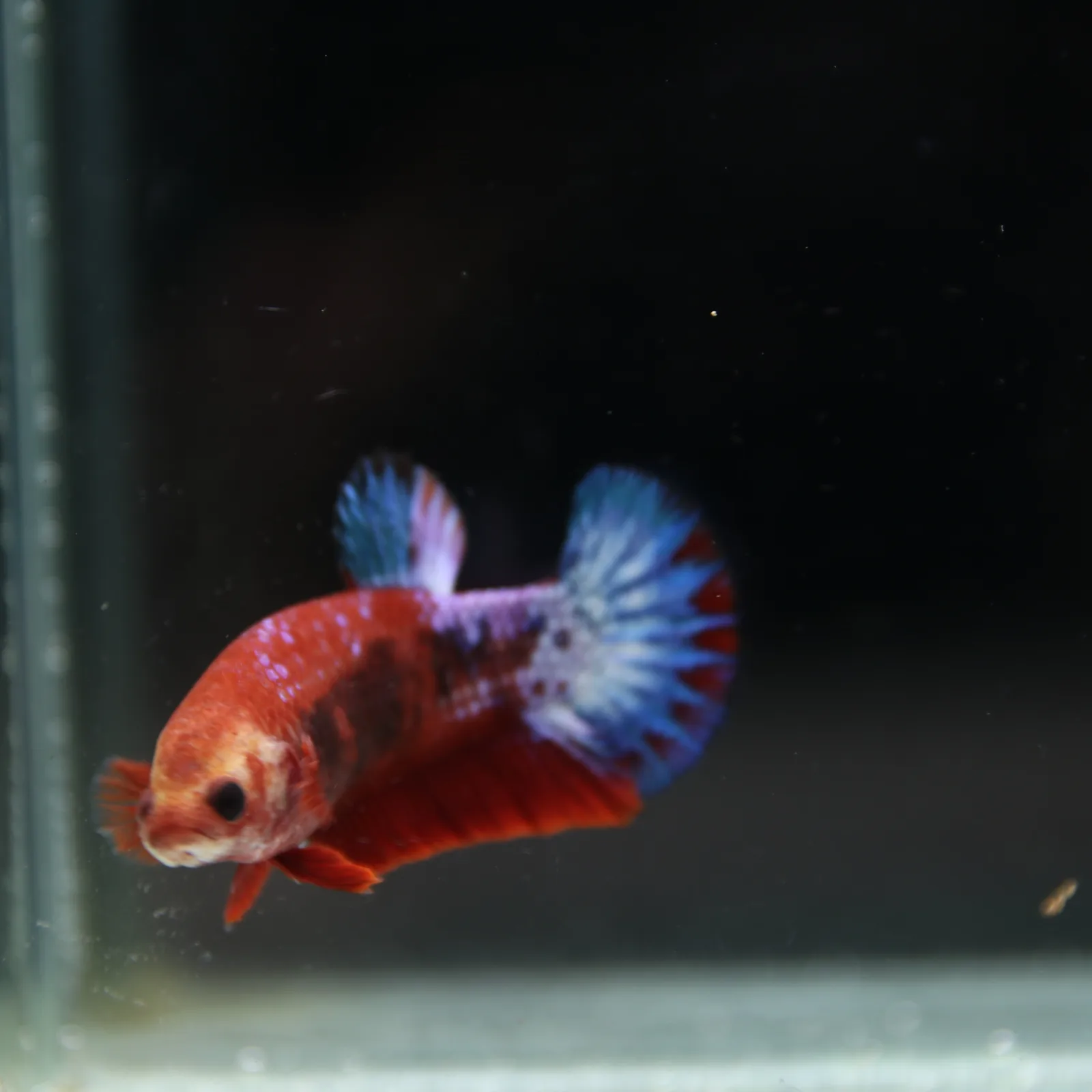 Betta Spendens Red Hellboy White Armor Plakad Female Blue BT-WI-0906226-022 media 4