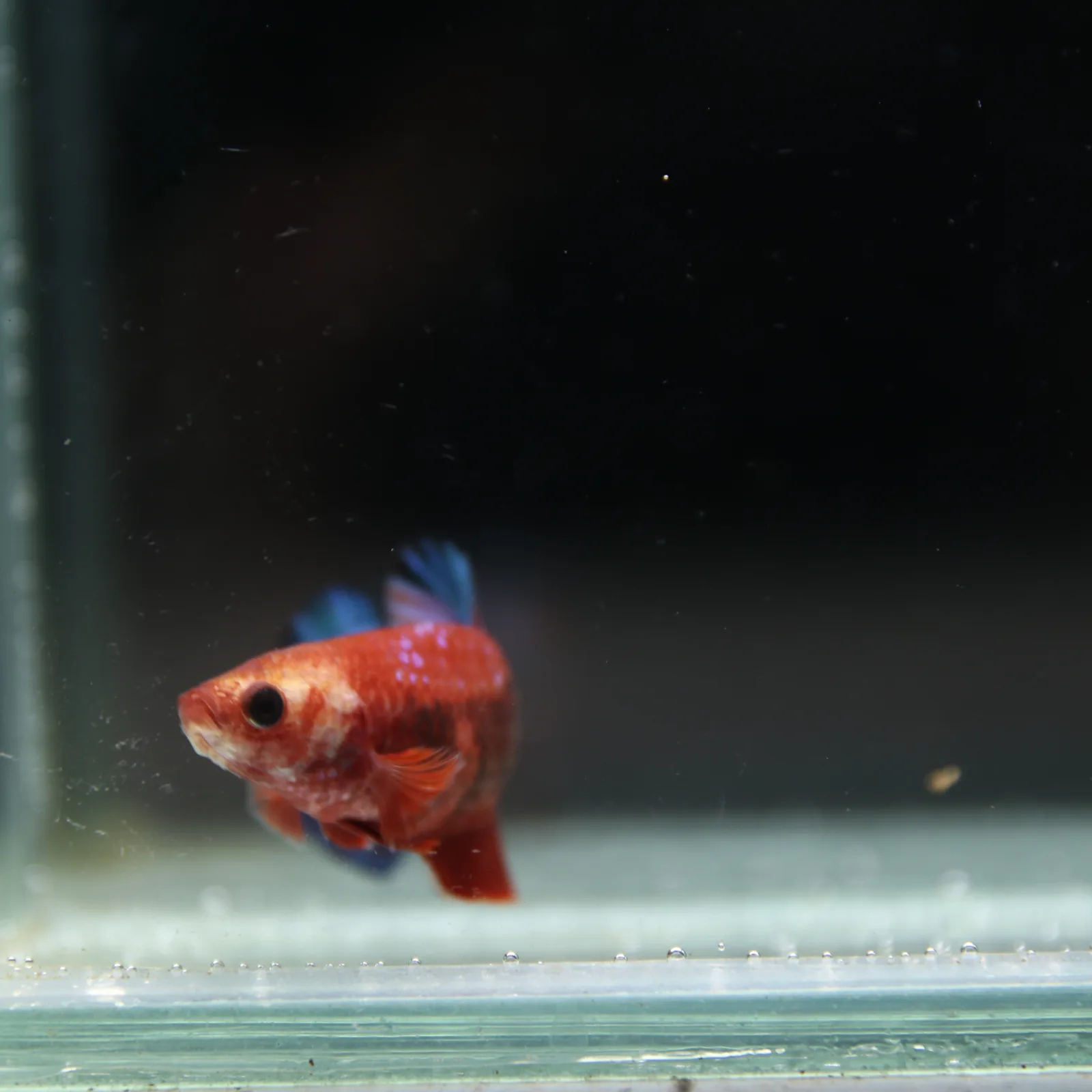Betta Spendens Red Hellboy White Armor Plakad Female Blue BT-WI-0906226-022 media 5