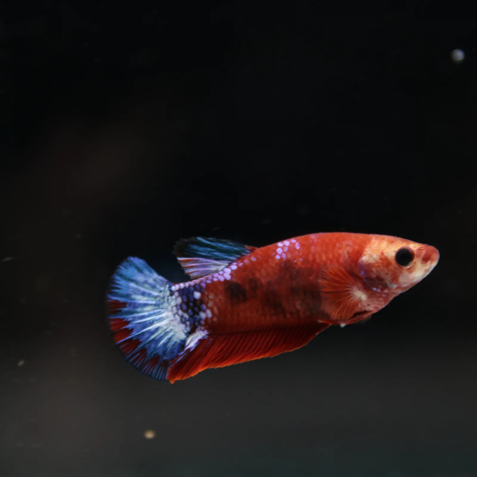 Betta Spendens Red Hellboy White Armor Plakad Female Blue BT-WI-0906226-022 media 6