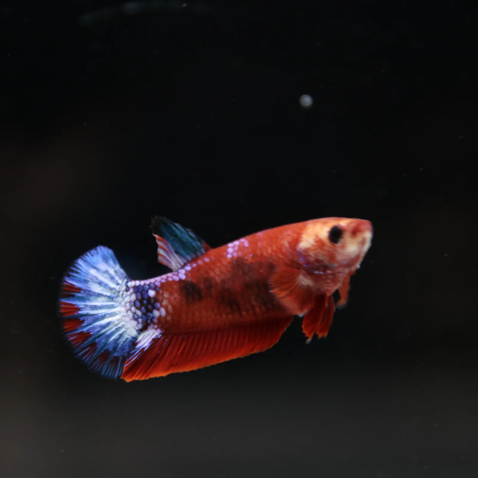 Betta Spendens Red Hellboy White Armor Plakad Female Blue BT-WI-0906226-022 media 7