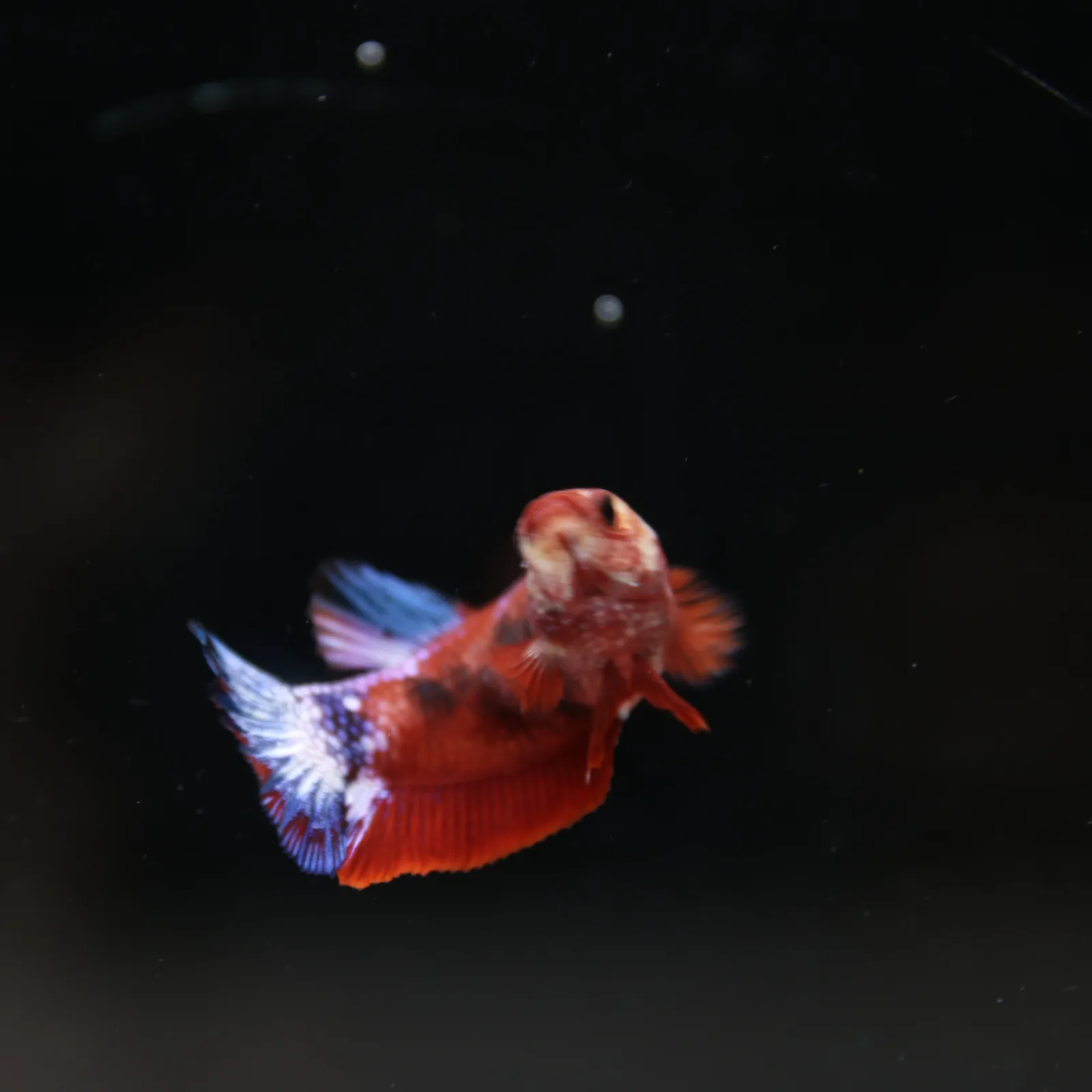 Betta Spendens Red Hellboy White Armor Plakad Female Blue BT-WI-0906226-022 media 8