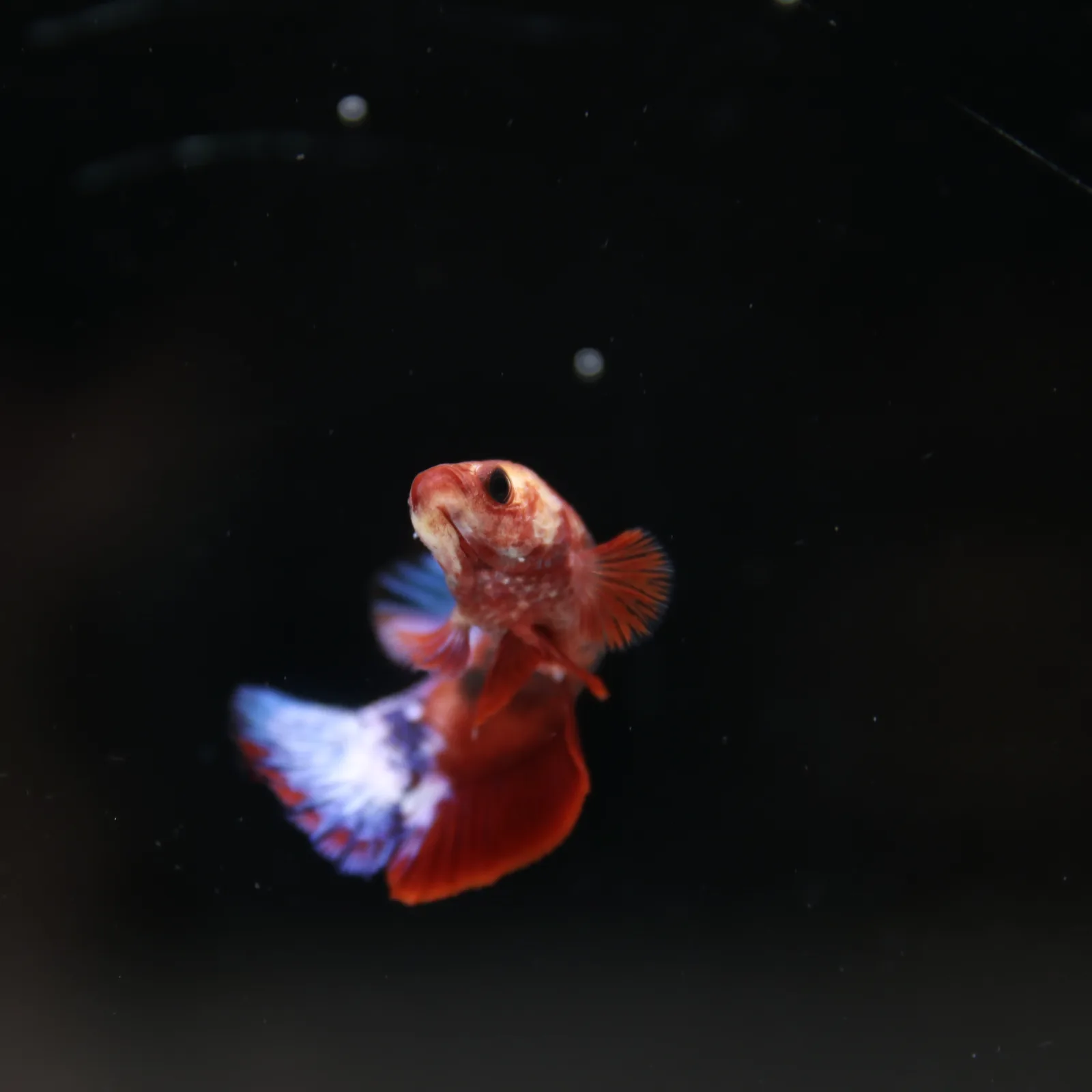 Betta Spendens Red Hellboy White Armor Plakad Female Blue BT-WI-0906226-022 media 9