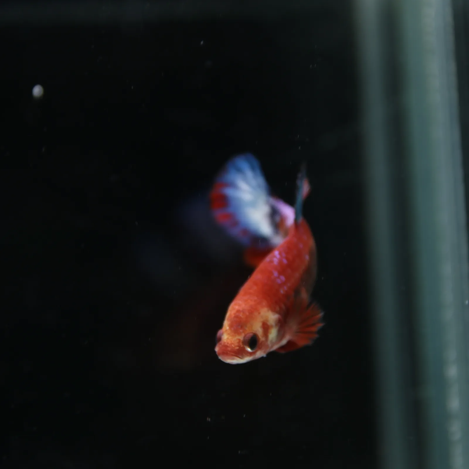 Betta Spendens Red Hellboy White Armor Plakad Female Blue BT-WI-0906226-022 media 10