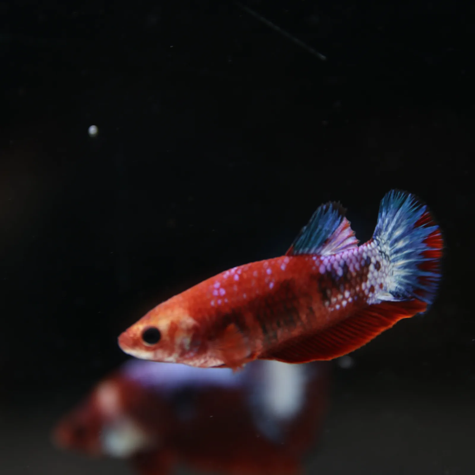 Betta Spendens Red Hellboy White Armor Plakad Female Blue BT-WI-0906226-022 media 11