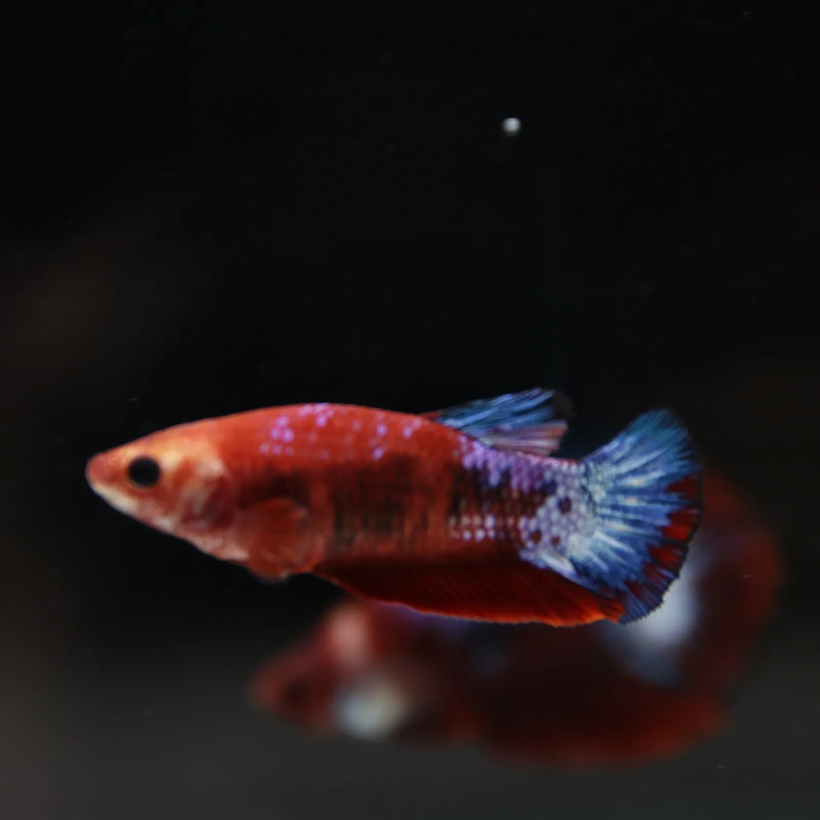 Betta Spendens Red Hellboy White Armor Plakad Female Blue BT-WI-0906226-022 media 12