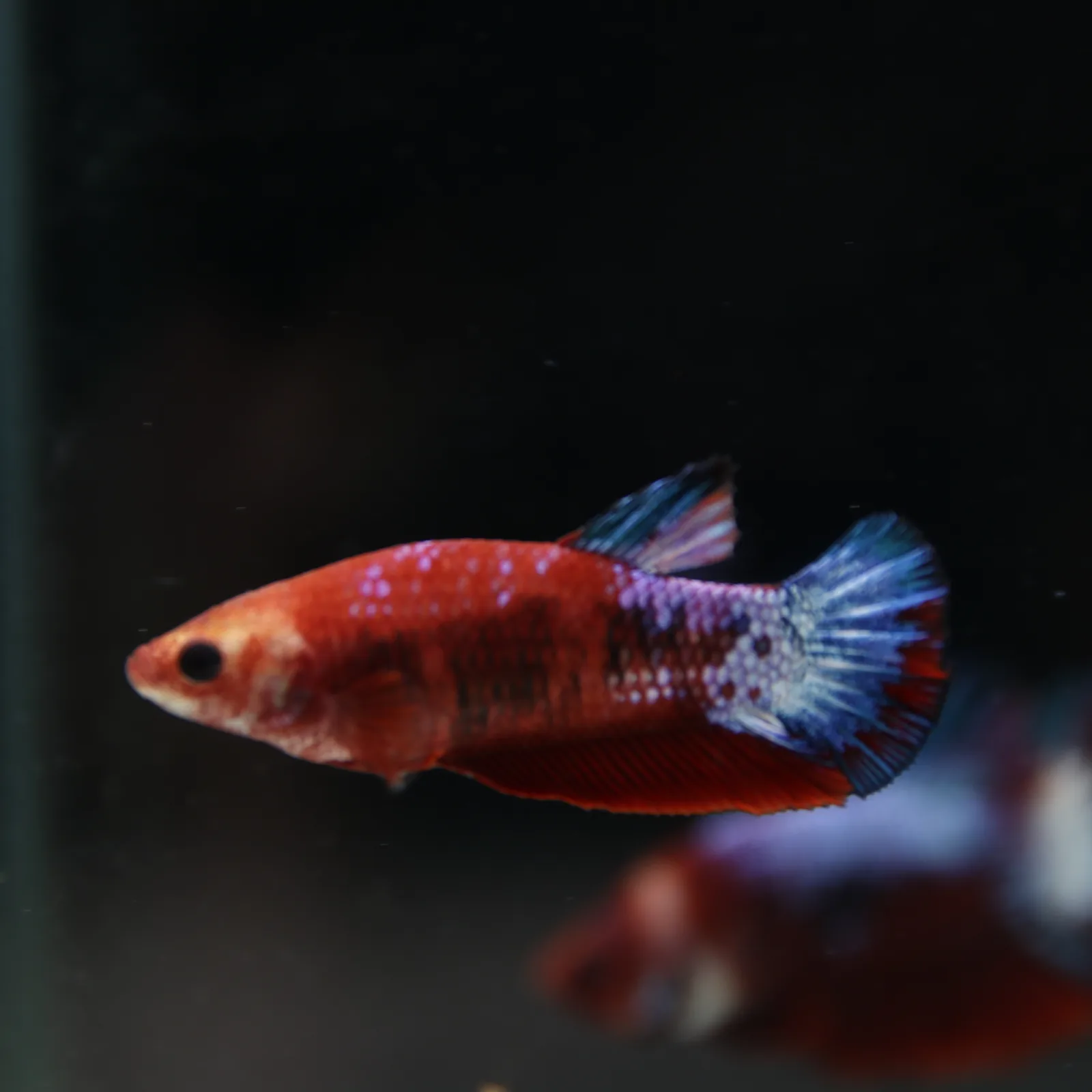 Betta Spendens Red Hellboy White Armor Plakad Female Blue BT-WI-0906226-022 media 13