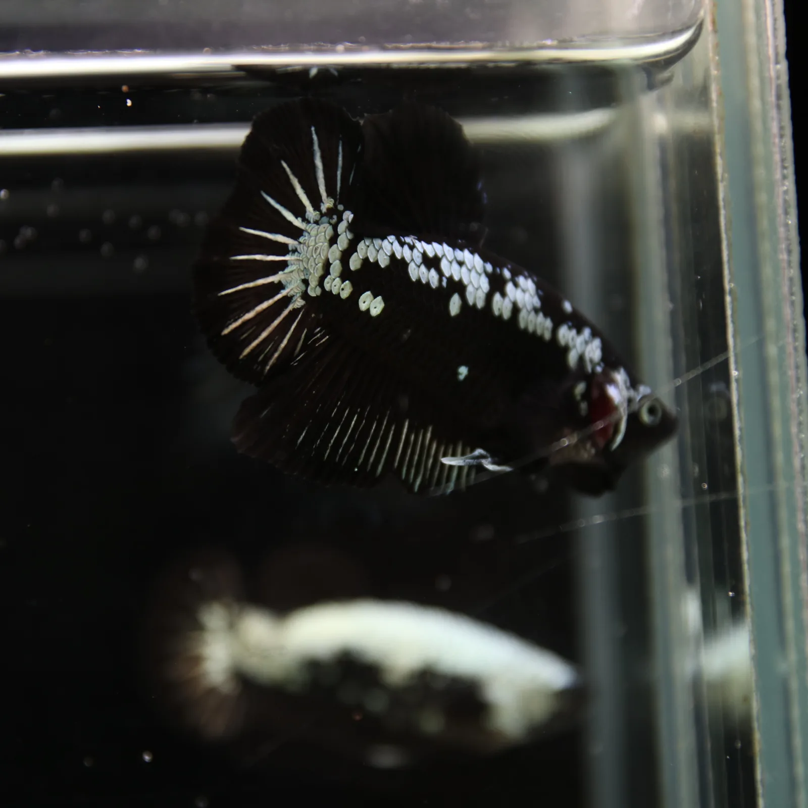 Betta Spendens Red Samurai Plakad Male Blue BT-WI-0906226-023 media 2