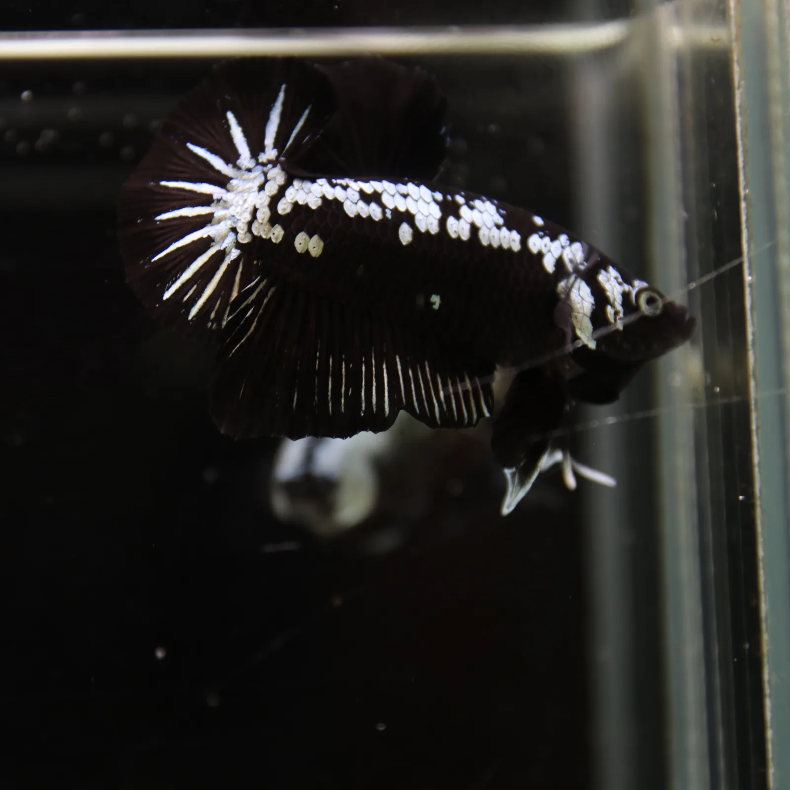 Betta Spendens Red Samurai Plakad Male Blue BT-WI-0906226-023 media 3