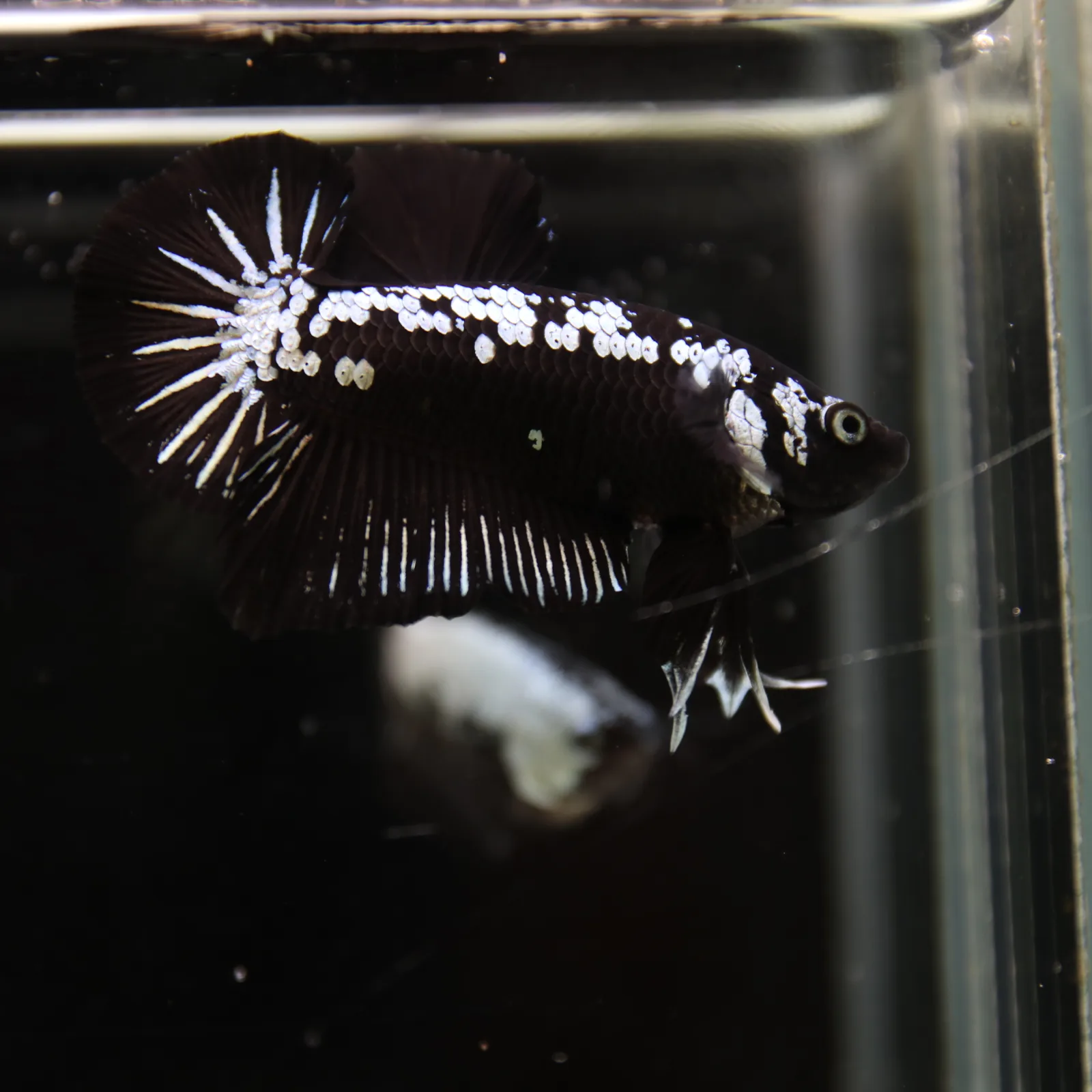 Betta Spendens Red Samurai Plakad Male Blue BT-WI-0906226-023 media 4