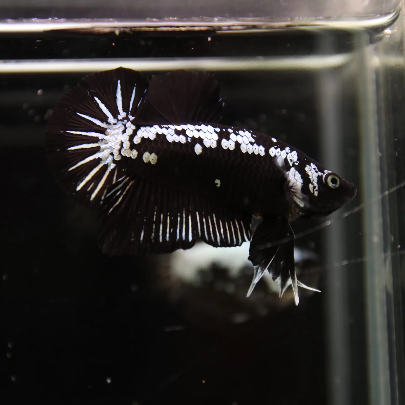 Betta Spendens Red Samurai Plakad Male Blue BT-WI-0906226-023 media 5
