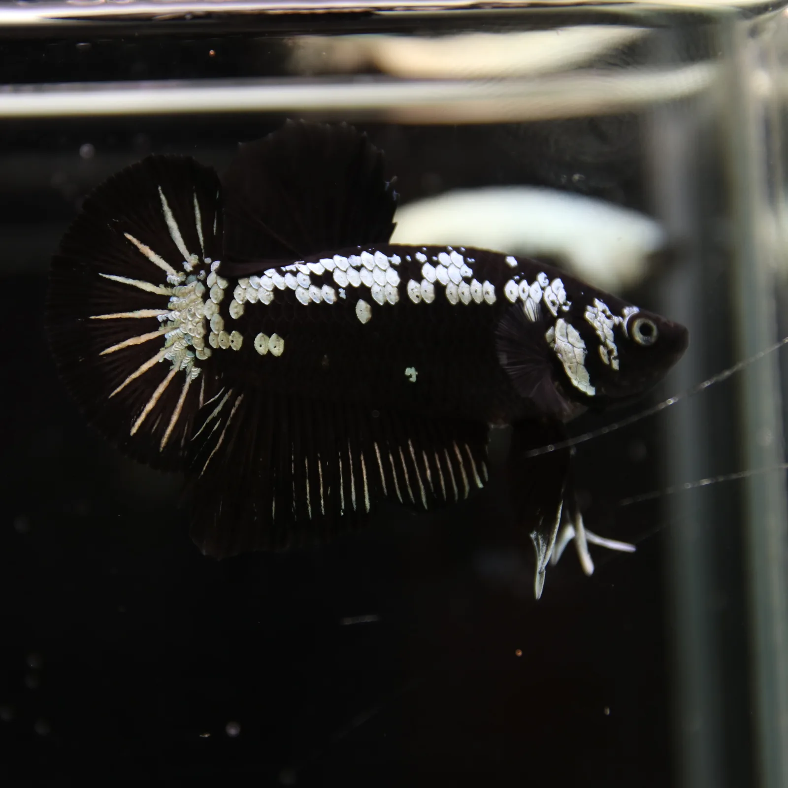 Betta Spendens Red Samurai Plakad Male Blue BT-WI-0906226-023 media 6