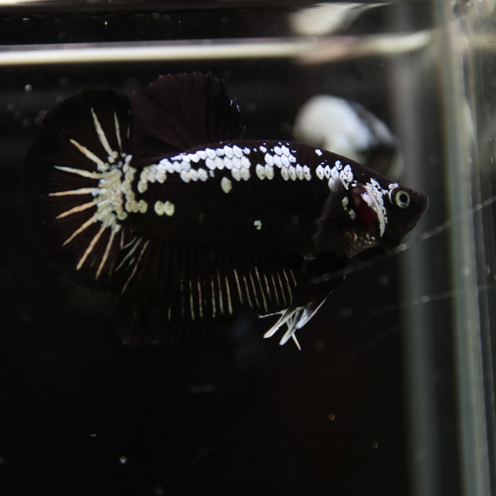 Betta Spendens Red Samurai Plakad Male Blue BT-WI-0906226-023 media 7