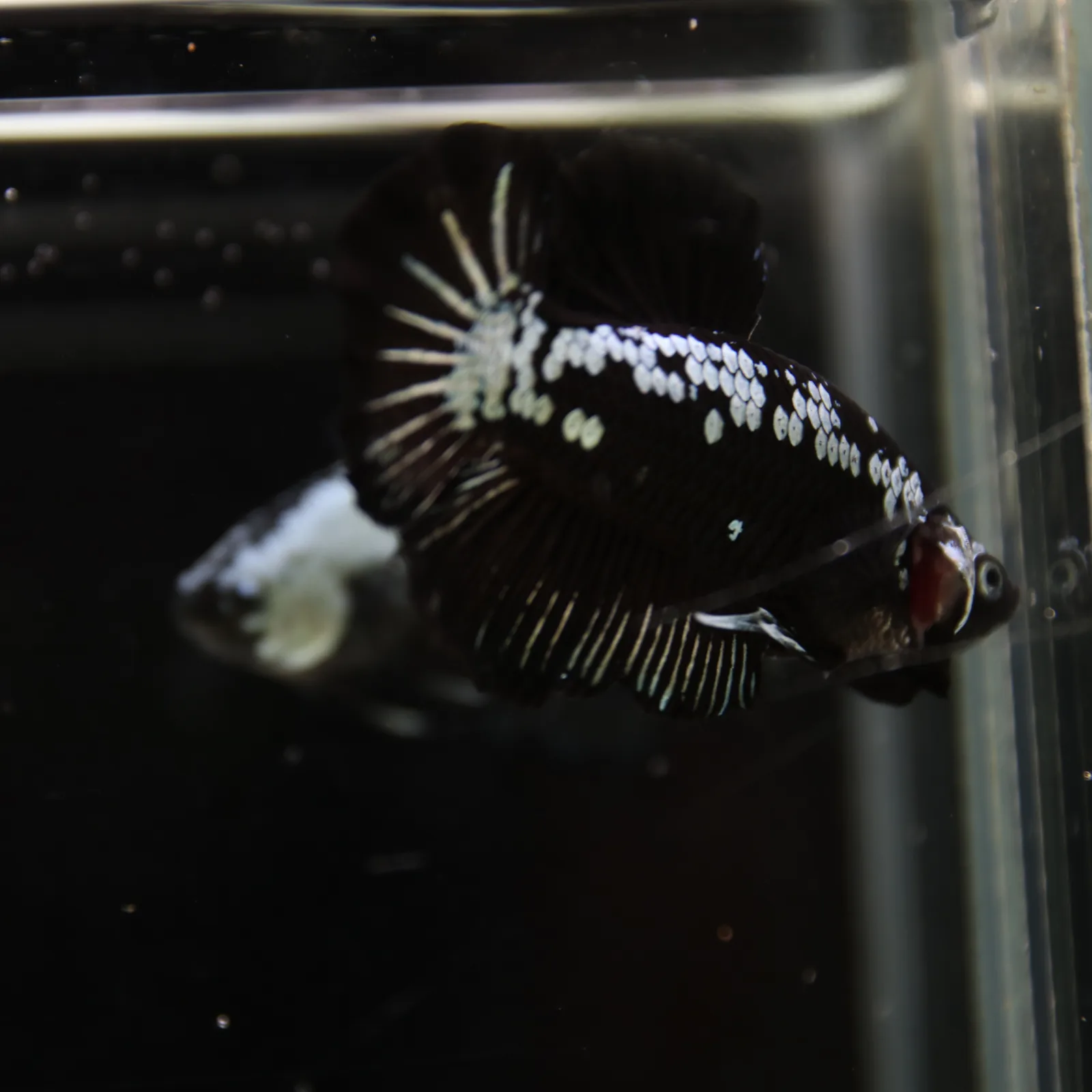 Betta Spendens Red Samurai Plakad Male Blue BT-WI-0906226-023 media 8
