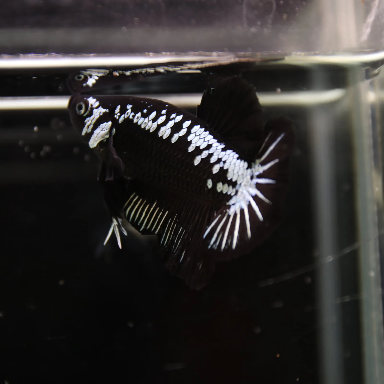 Betta Spendens Red Samurai Plakad Male Blue BT-WI-0906226-023 media 9