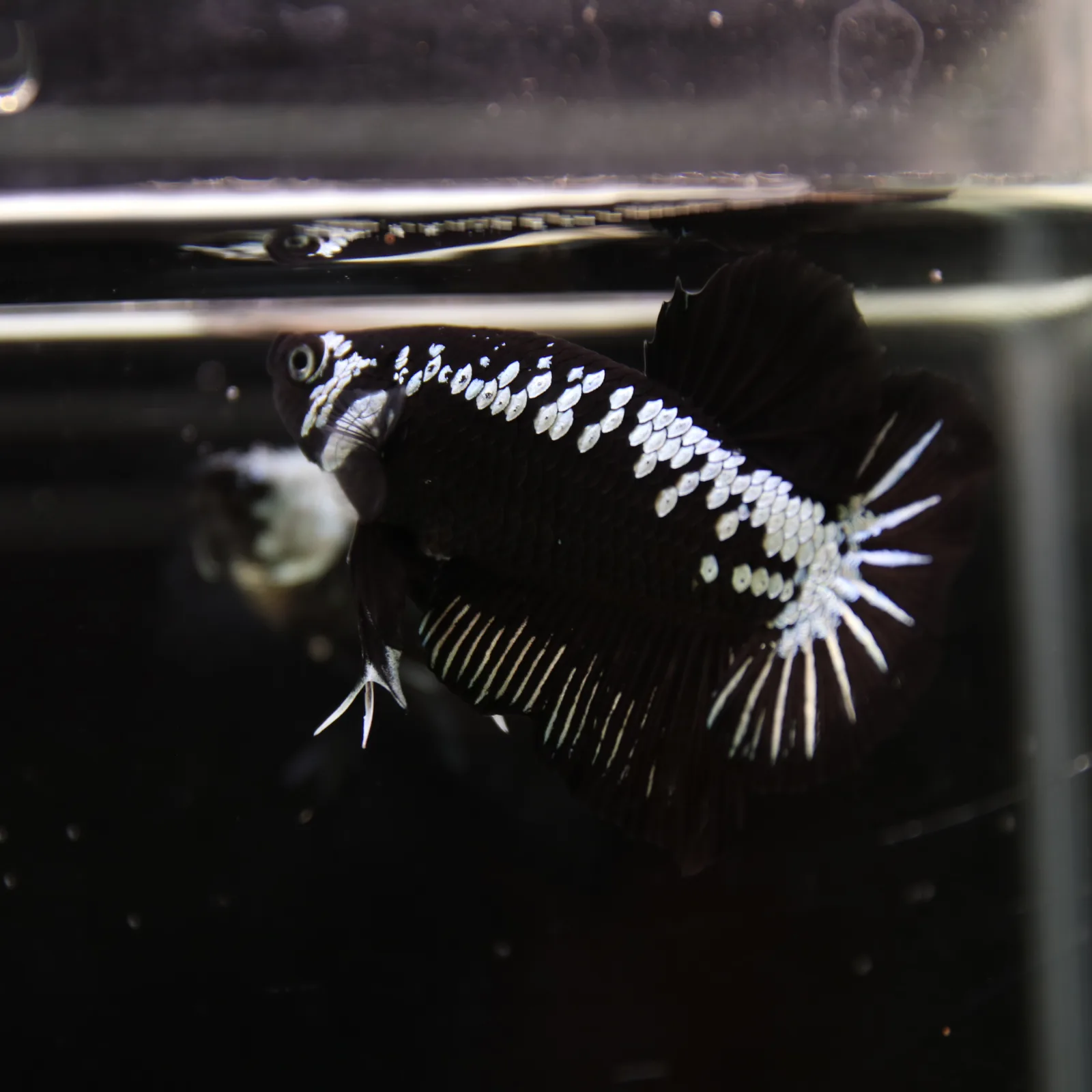 Betta Spendens Red Samurai Plakad Male Blue BT-WI-0906226-023 media 10