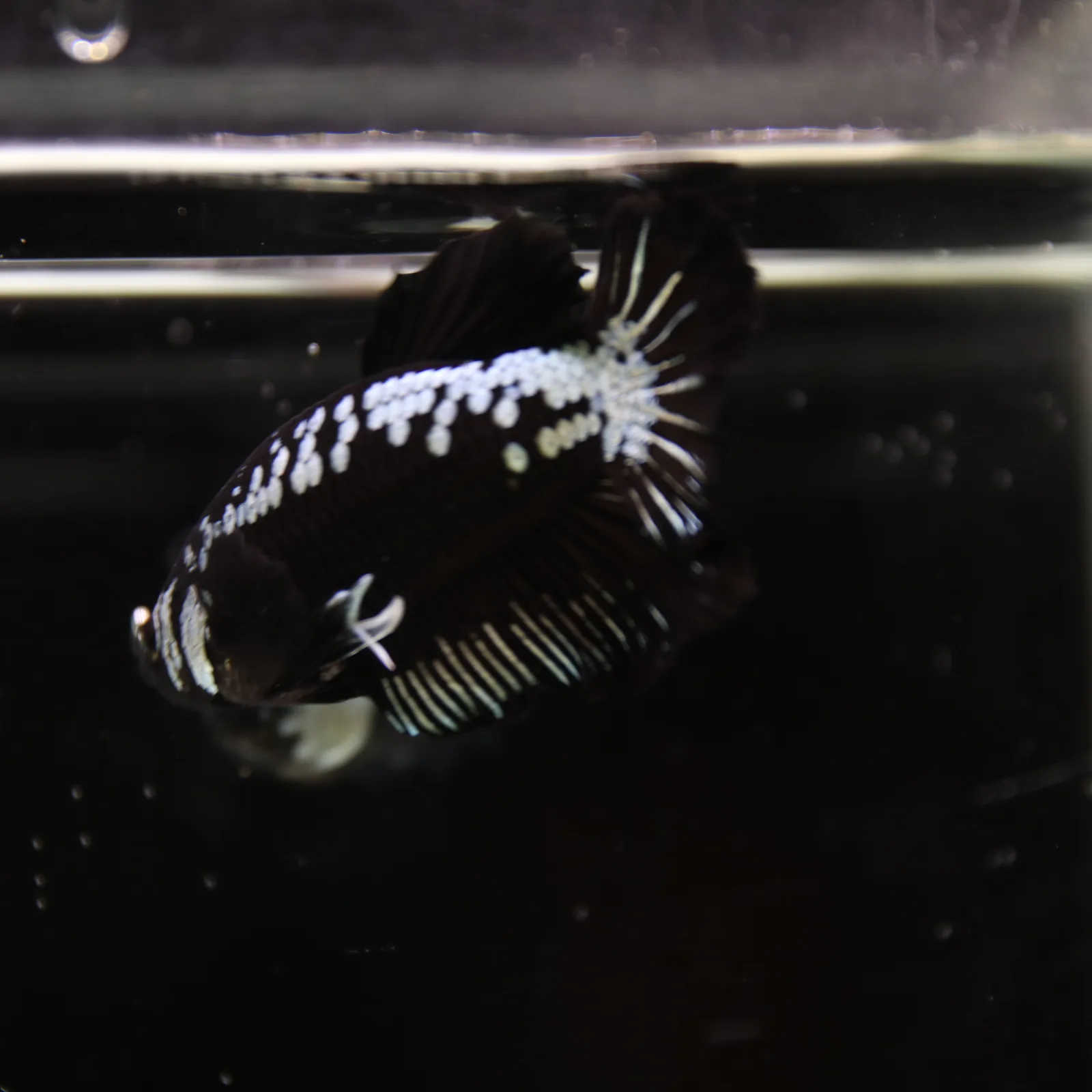 Betta Spendens Red Samurai Plakad Male Blue BT-WI-0906226-023 media 11