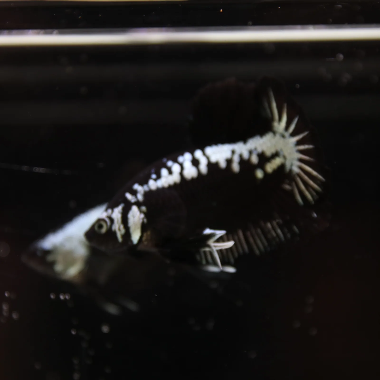 Betta Spendens Red Samurai Plakad Male Blue BT-WI-0906226-023 media 12