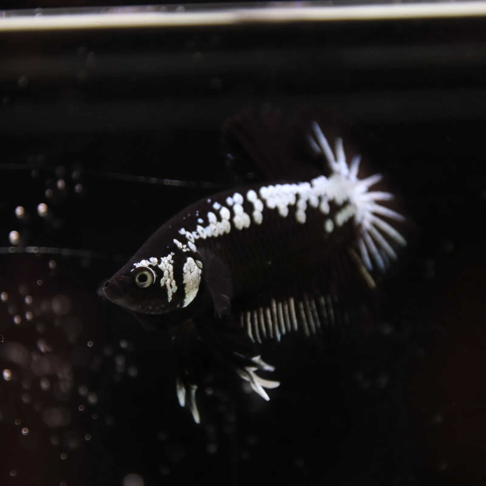 Betta Spendens Red Samurai Plakad Male Blue BT-WI-0906226-023 media 13