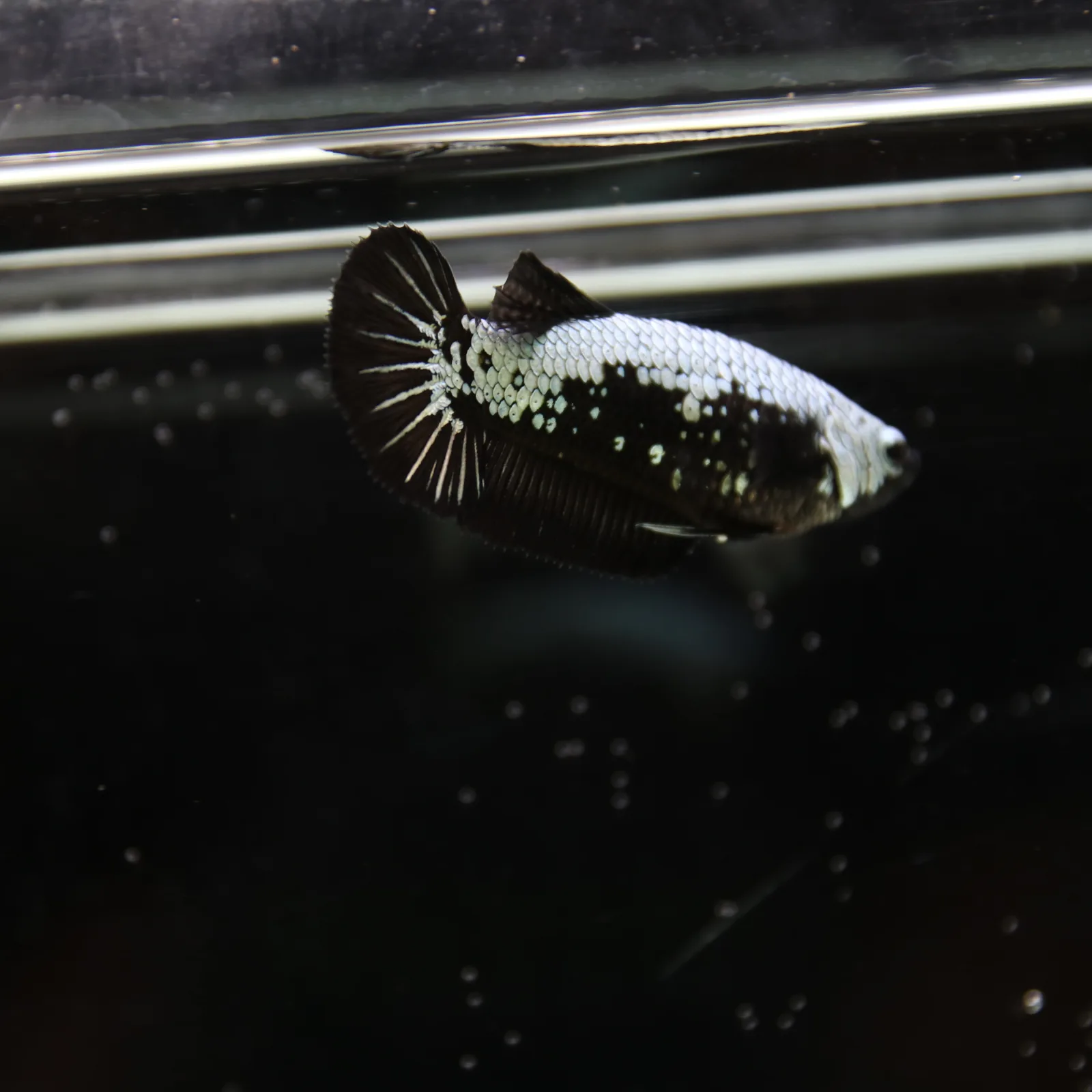 Betta Spendens Red Samurai Plakad Female Blue BT-WI-0906226-024 media 2