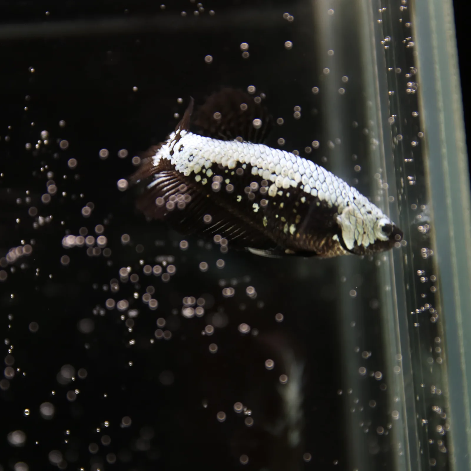 Betta Spendens Red Samurai Plakad Female Blue BT-WI-0906226-024 media 3