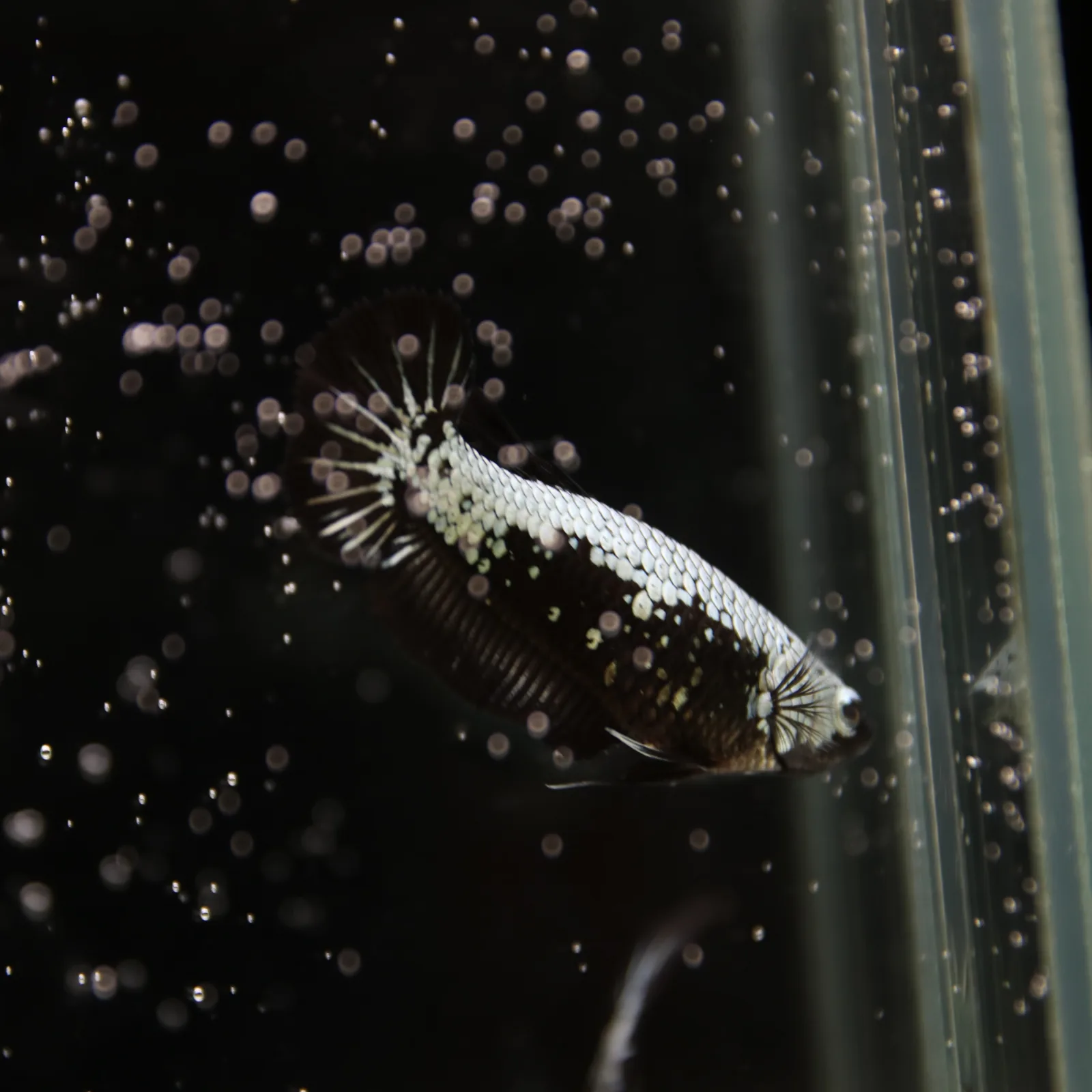 Betta Spendens Red Samurai Plakad Female Blue BT-WI-0906226-024 media 4