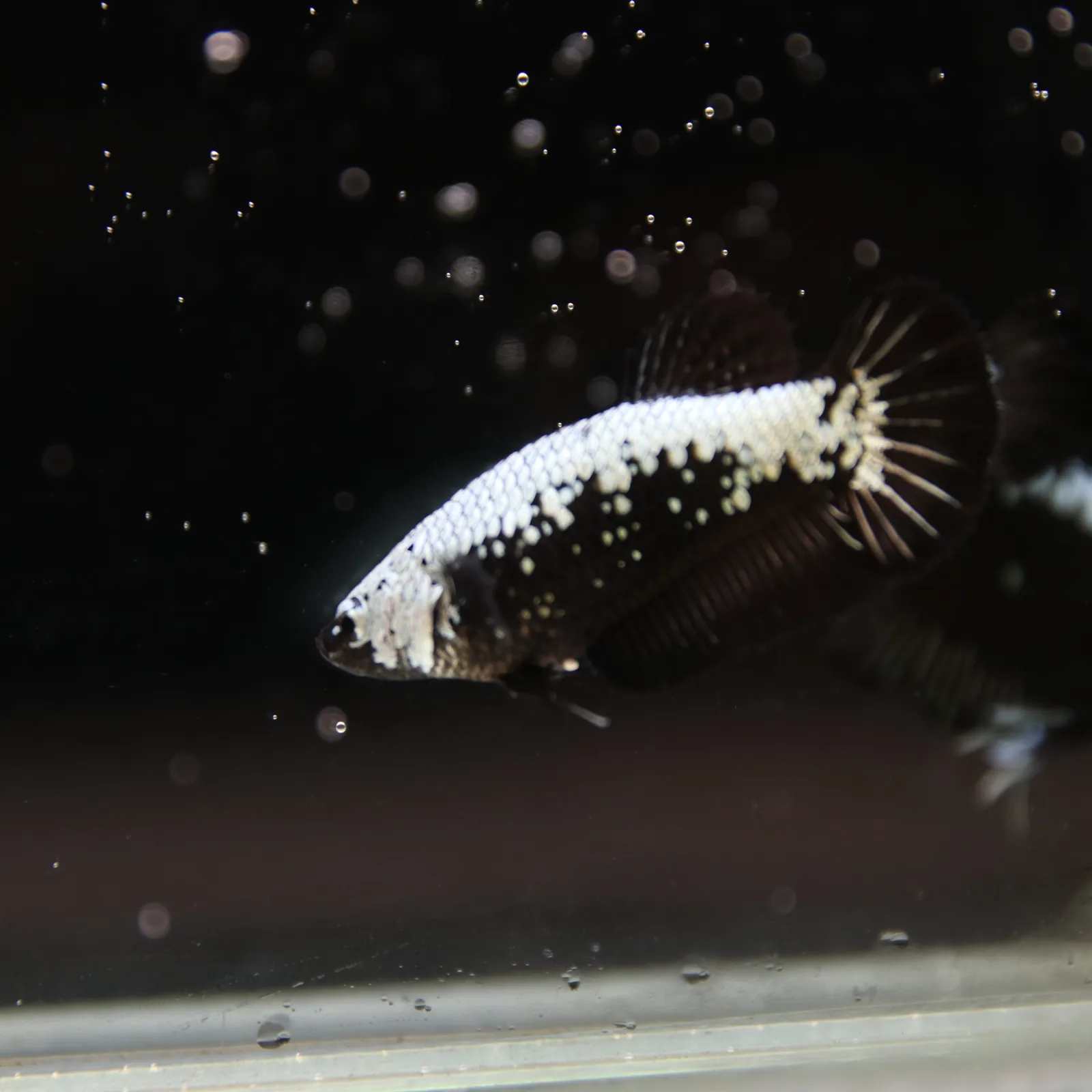 Betta Spendens Red Samurai Plakad Female Blue BT-WI-0906226-024 media 5