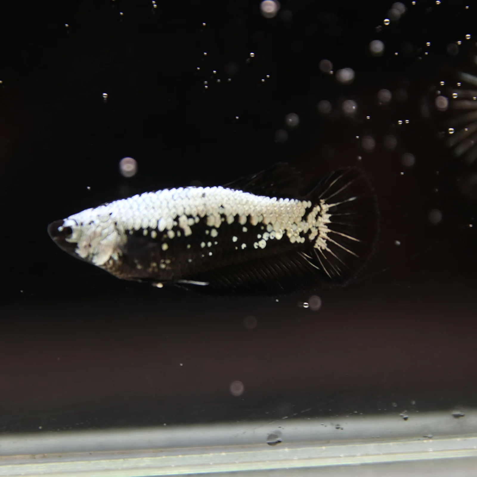 Betta Spendens Red Samurai Plakad Female Blue BT-WI-0906226-024 media 6