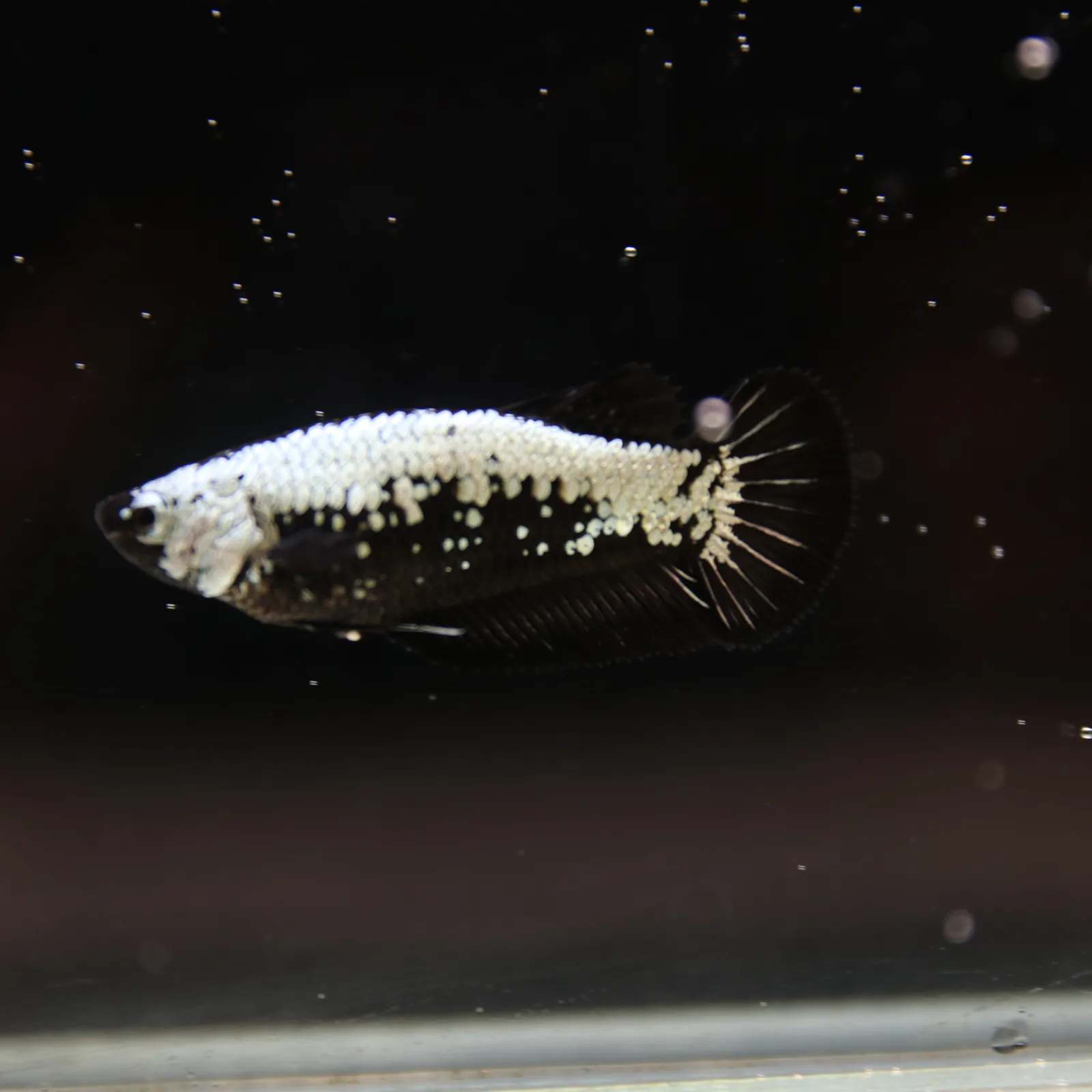 Betta Spendens Red Samurai Plakad Female Blue BT-WI-0906226-024 media 7