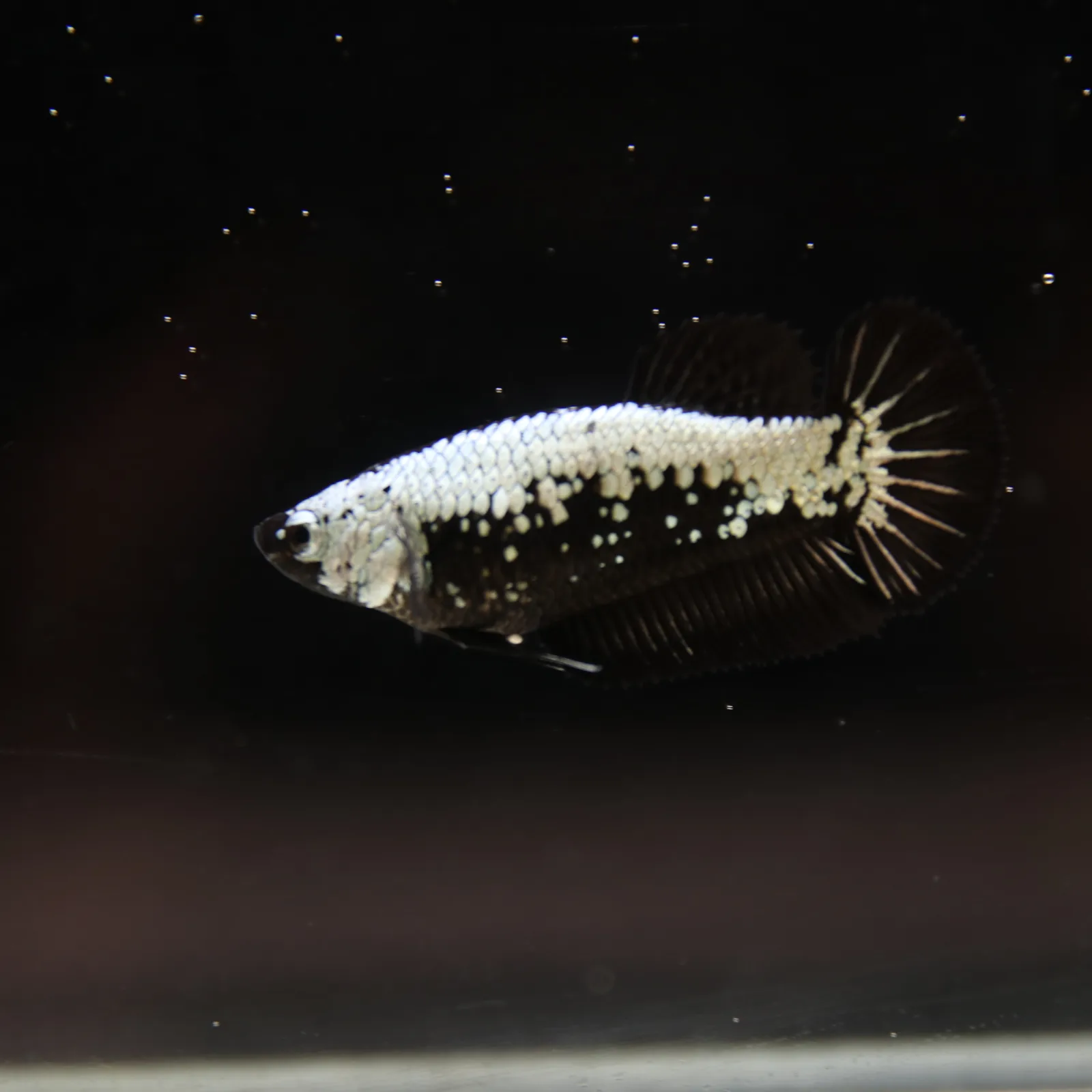 Betta Spendens Red Samurai Plakad Female Blue BT-WI-0906226-024 media 8