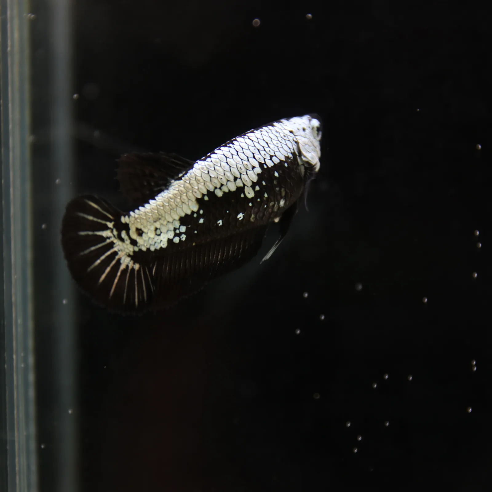 Betta Spendens Red Samurai Plakad Female Blue BT-WI-0906226-024 media 9